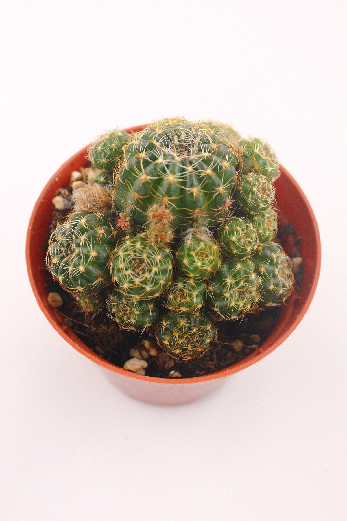 kaktuskent Lobivia Arachnacantha (sarı Çiçek)