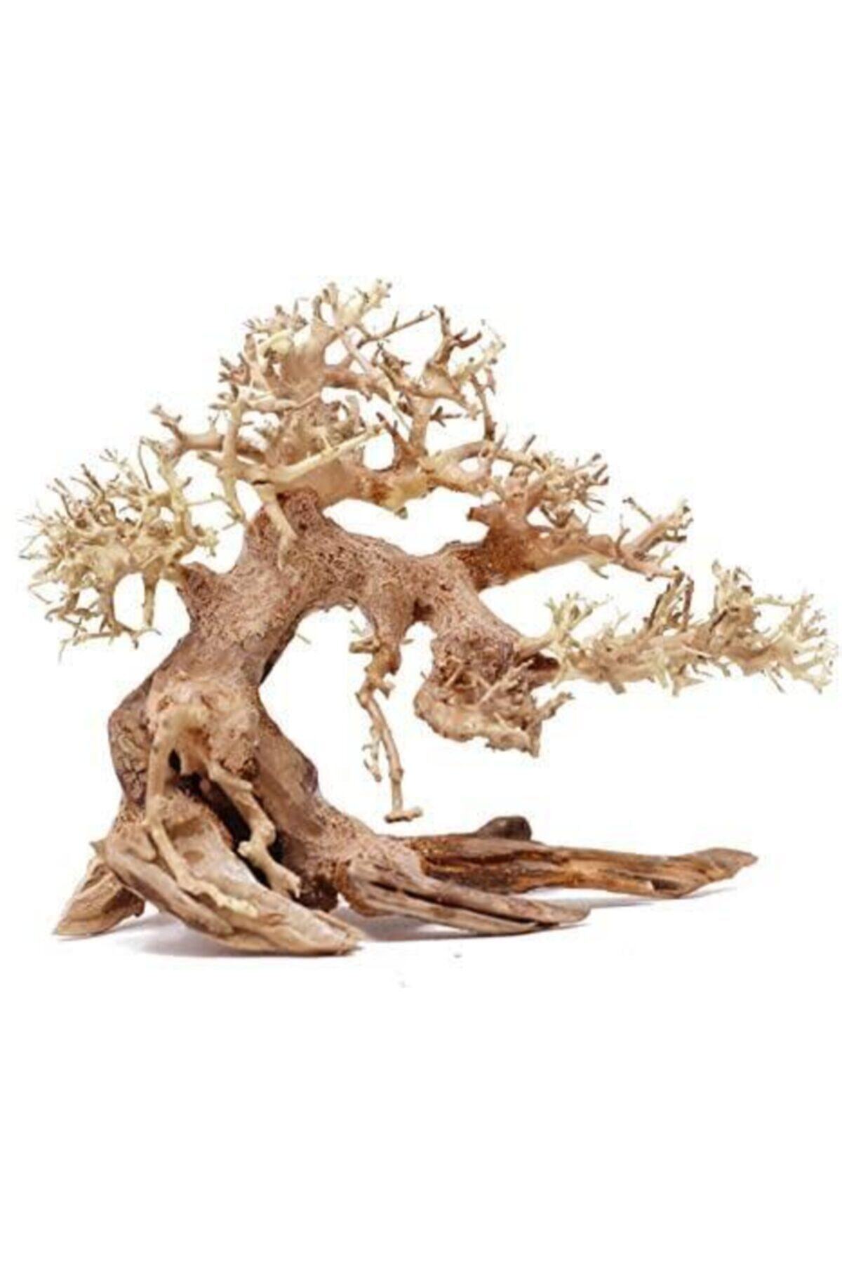Chicos Bonsai Wood 15/20cm