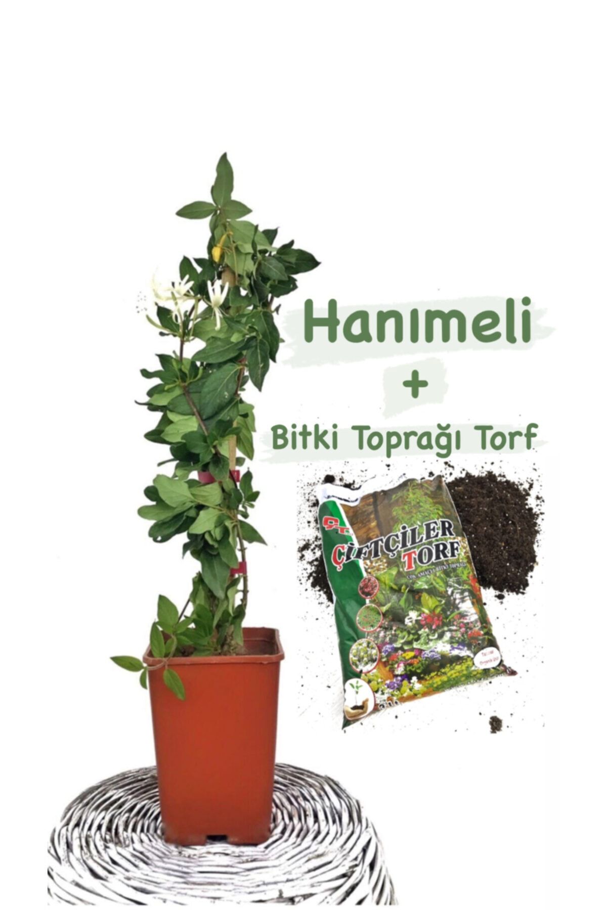 Fidanvar Hanımeli Çiçeği Kokulu Sarmaşık (LONİCERA) Bitki Toprağı (TORF)