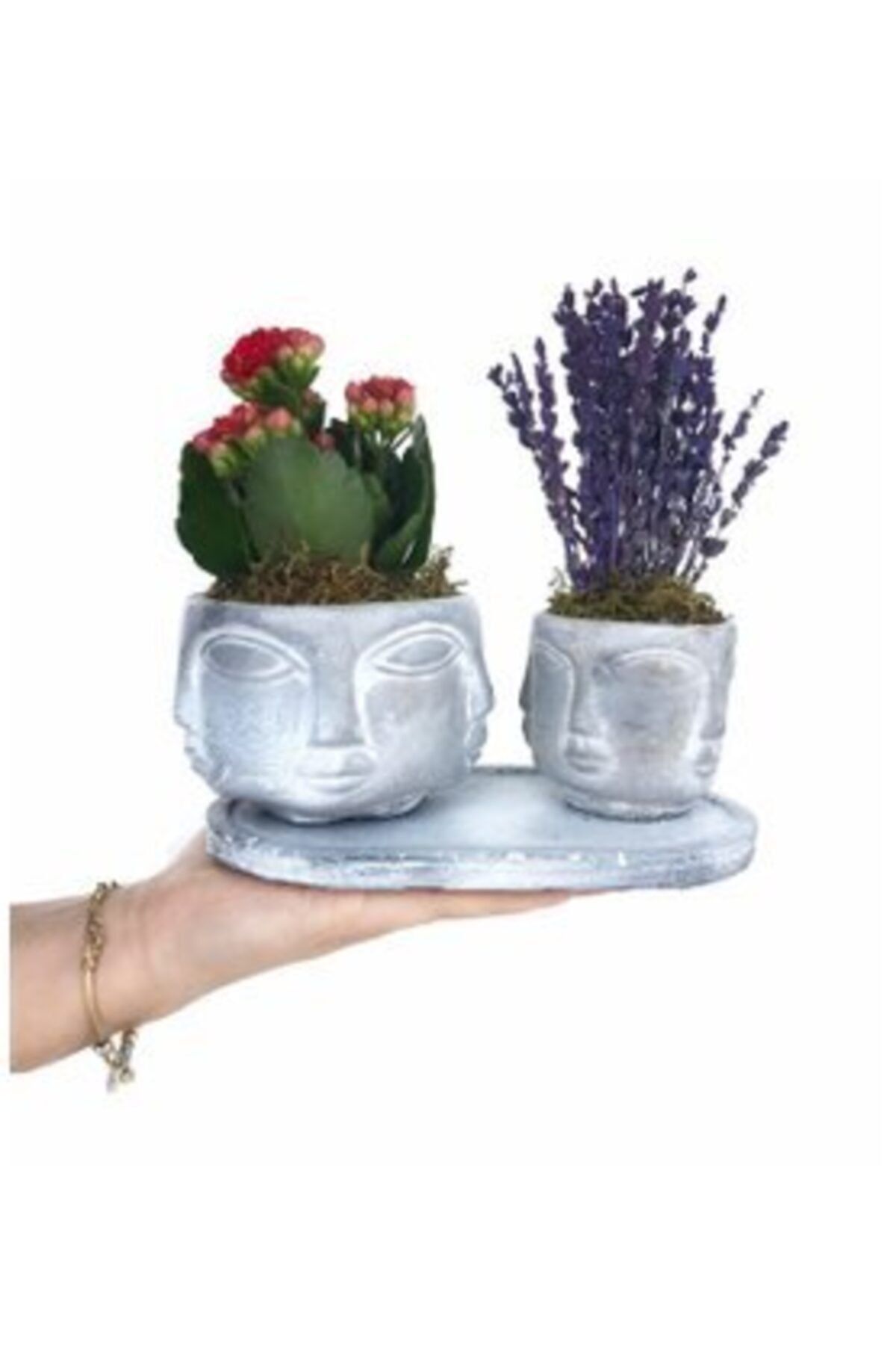 Hasal Süs Bitkileri Kırmızı Kalanşo Kalanchoe & Kokulu Lavanta & Eskitme Face Beton Saksıda Hediyelik Canlı Çiçek