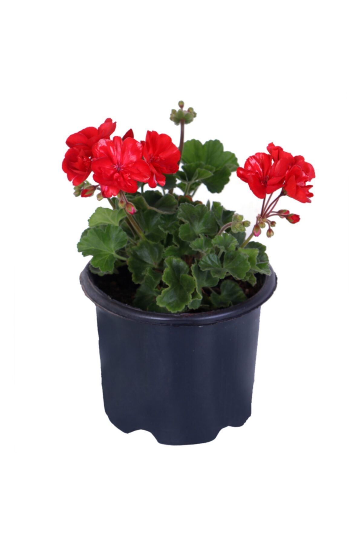 HOBİ VE BAHÇE Sardunya Çiçeği Saksı'da - Pelargonium - Kırmızı Renk