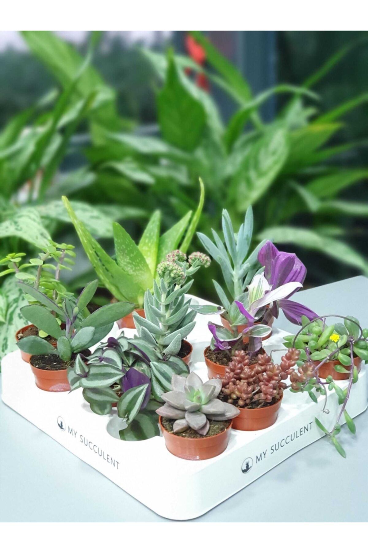 My Succulent 10 Adet Farklı Cins Duble Sukulent 10'lu Mix Succulent 5,5 Cm'lik Saksılarda