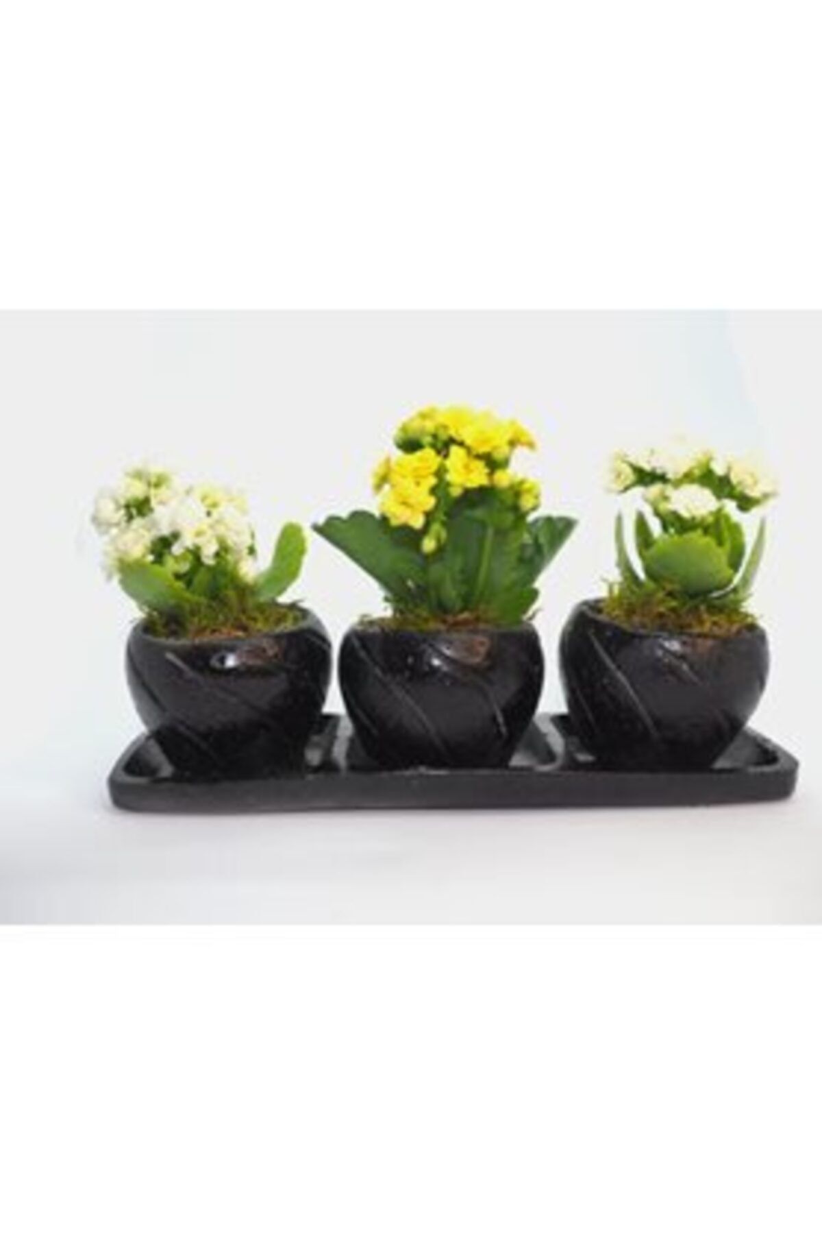Hasal Süs Bitkileri Çeşitli Renkte Kalanşo Kalanchoe & Siyah Trio Curve Beton Saksıda Hediyelik Canlı Çiçek