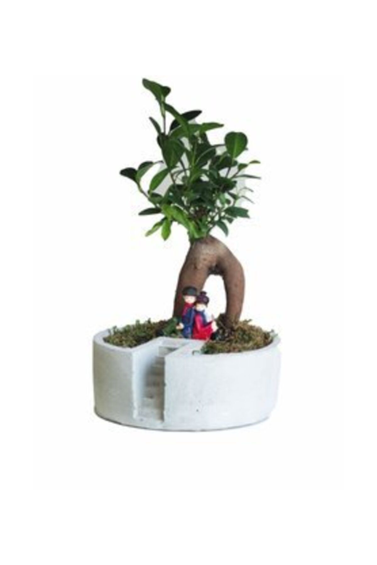 Hasal Süs Bitkileri Ficus Ginseng Bonsai & Gri Life Ladder Beton Saksıda Hediyelik Canlı Çiçek