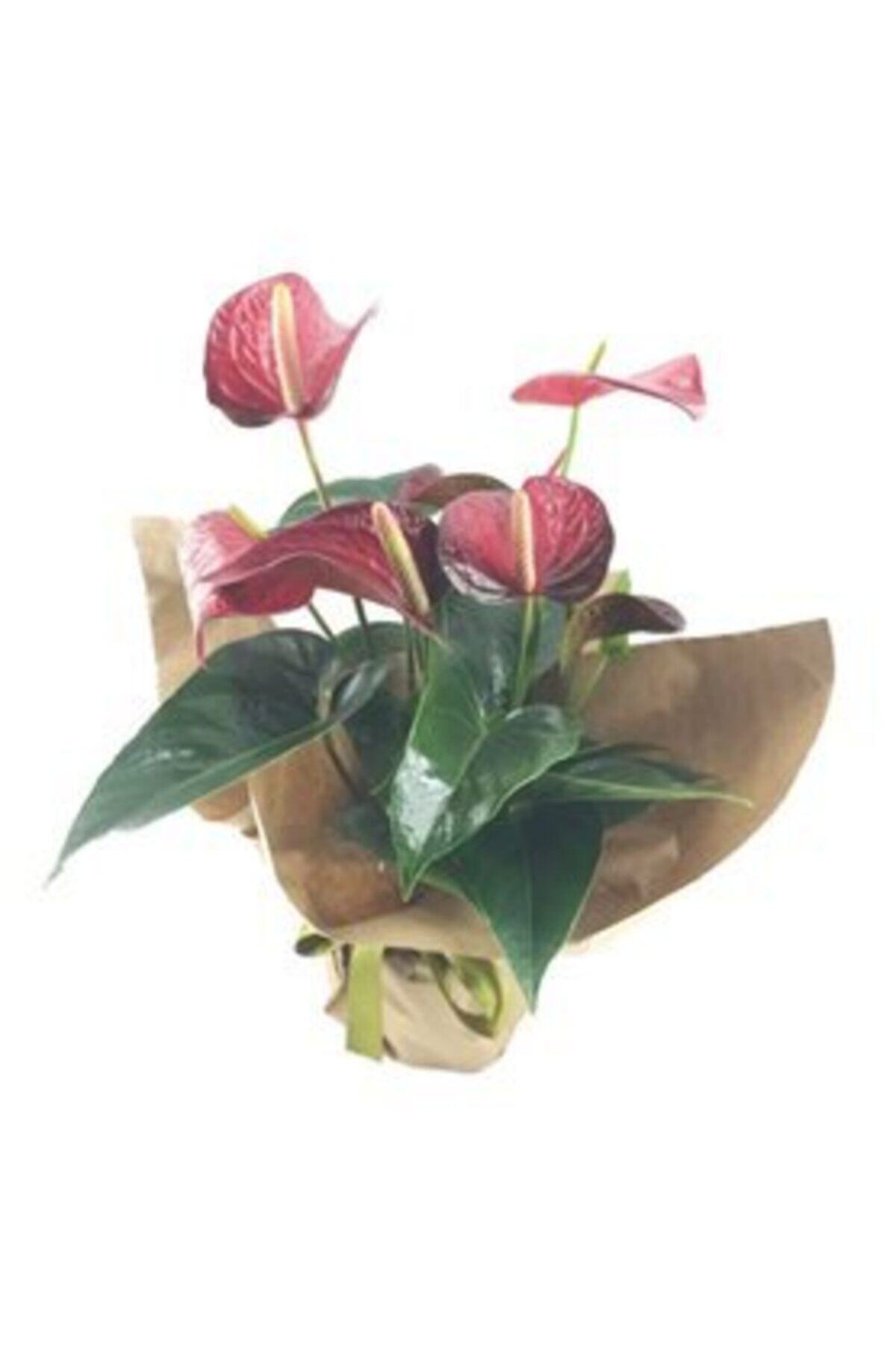 Hasal Süs Bitkileri Flamingo Çiçeği Antoryum Anthurium & Kağıda Sarım Yeşil Kurdele Saksıda Hediyelik Canlı Çiçek