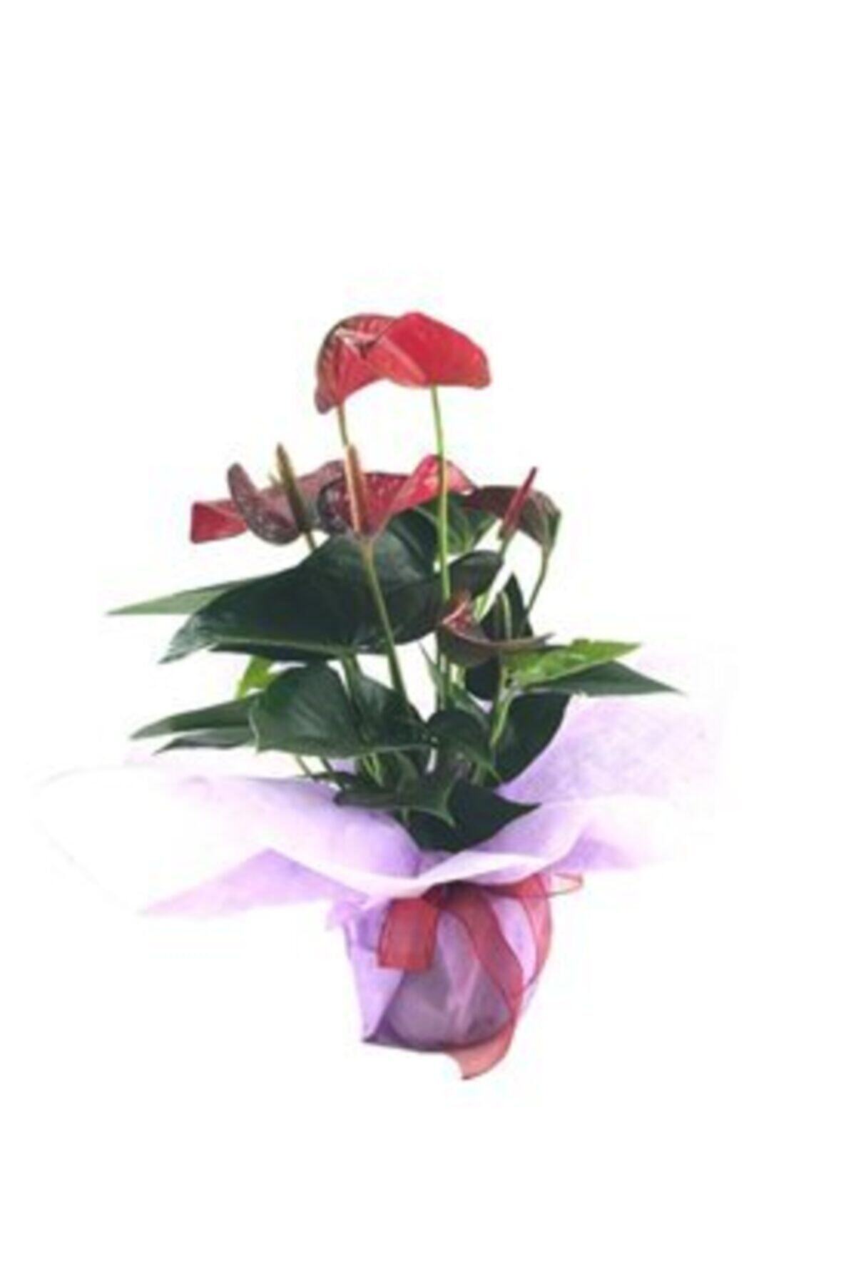 Hasal Süs Bitkileri Flamingo Çiçeği Antoryum Anthurium & Pembe Sarım Kırmızı Kurdele Saksıda Hediyelik Canlı Çiçek