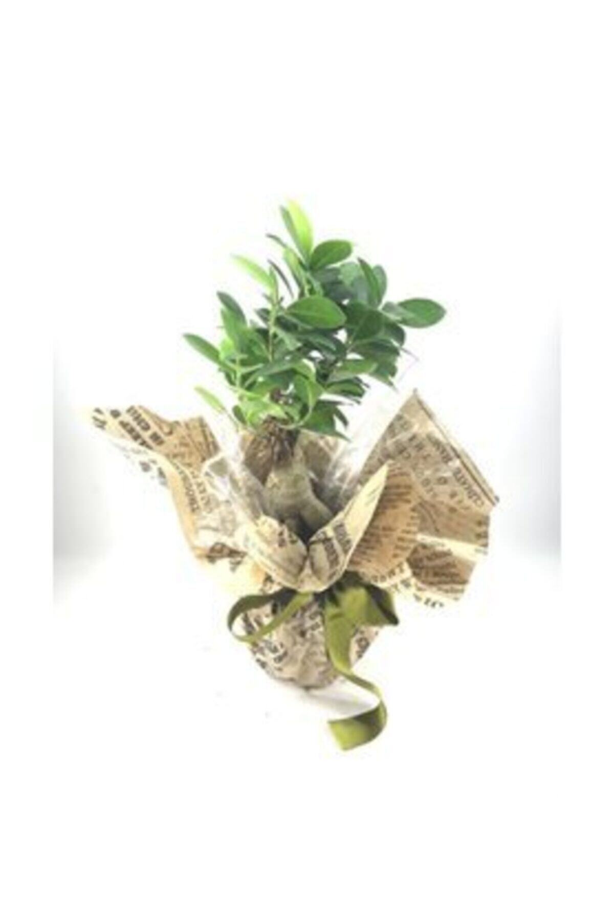 Hasal Süs Bitkileri Ficus Ginseng Bonsai & Gazeteye Sarım Yeşil Kurdele Saksıda Hediyelik Canlı Çiçek