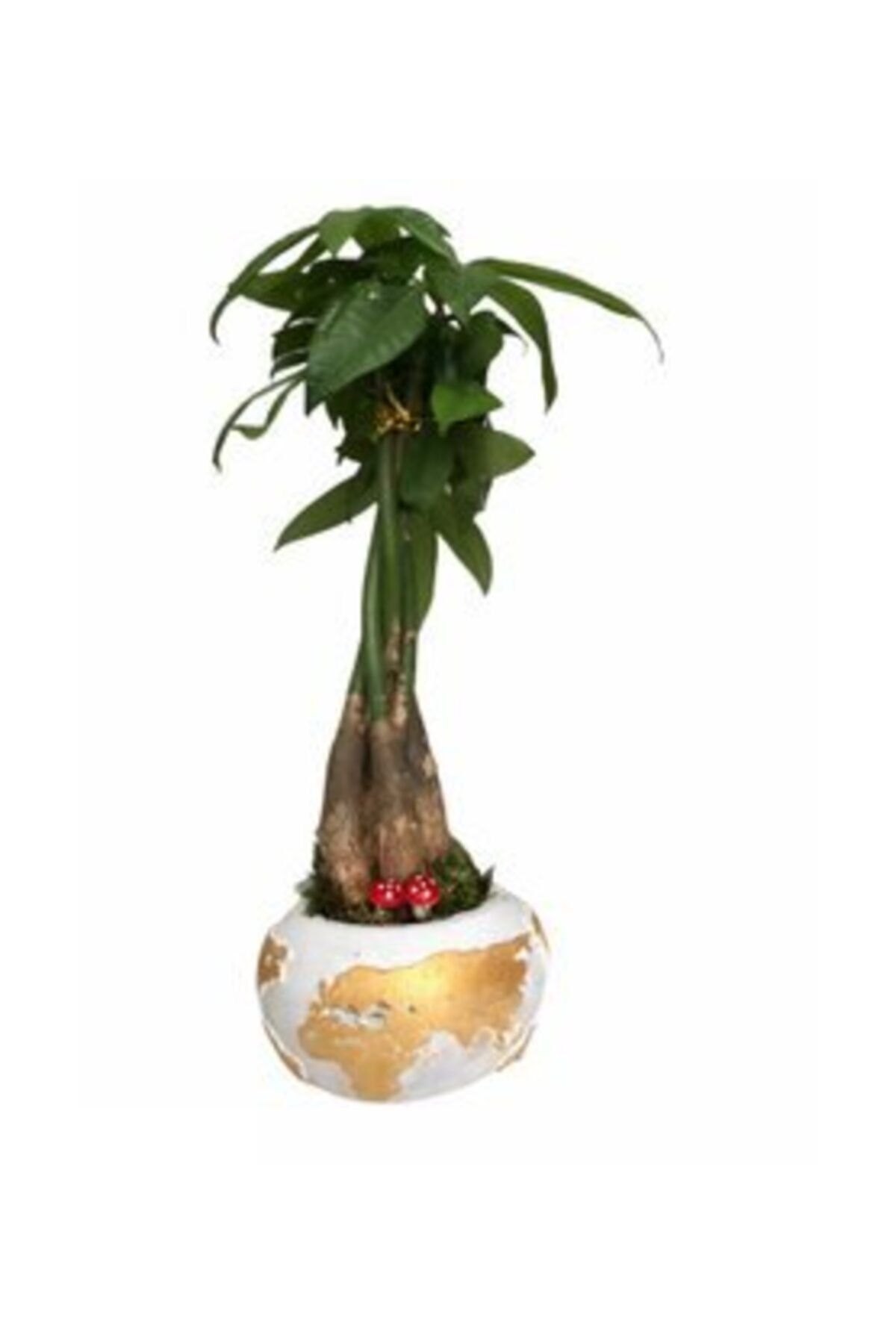 Hasal Süs Bitkileri Para Ağacı Paçira Bitkisi Pachira Bonsai & Beyaz Büyük Dünyam Beton Saksıda Hediyelik Canlı Çiçek