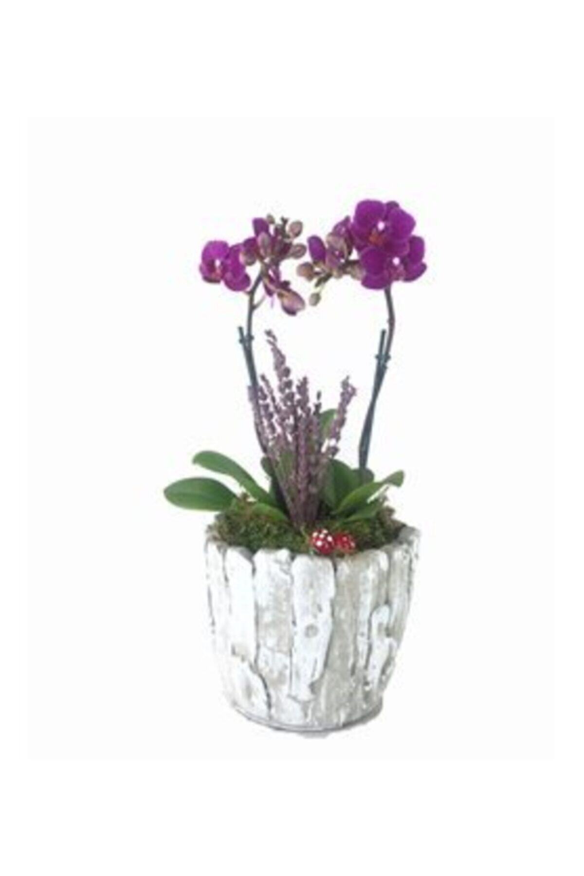 Hasal Süs Bitkileri Çift Dal Mini Mor Orkide & Kokulu Lavanta & Eskitme Wood Moss Beton Saksıda Canlı Çiçek