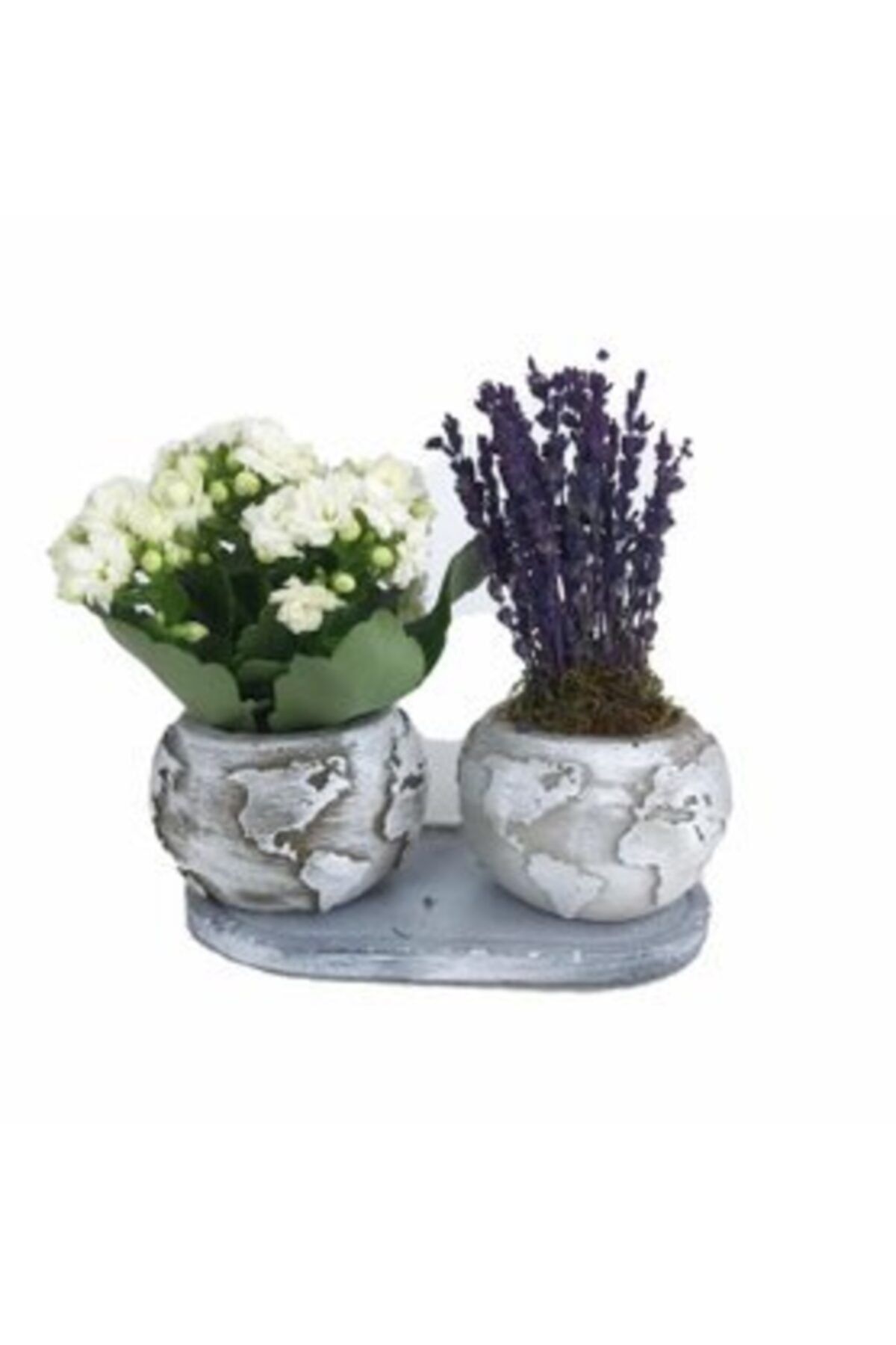 Hasal Süs Bitkileri Beyaz Kalanşo Kalanchoe & Kokulu Lavanta & Gri Jumbo Dünya Beton Saksıda Hediyelik Canlı Çiçek