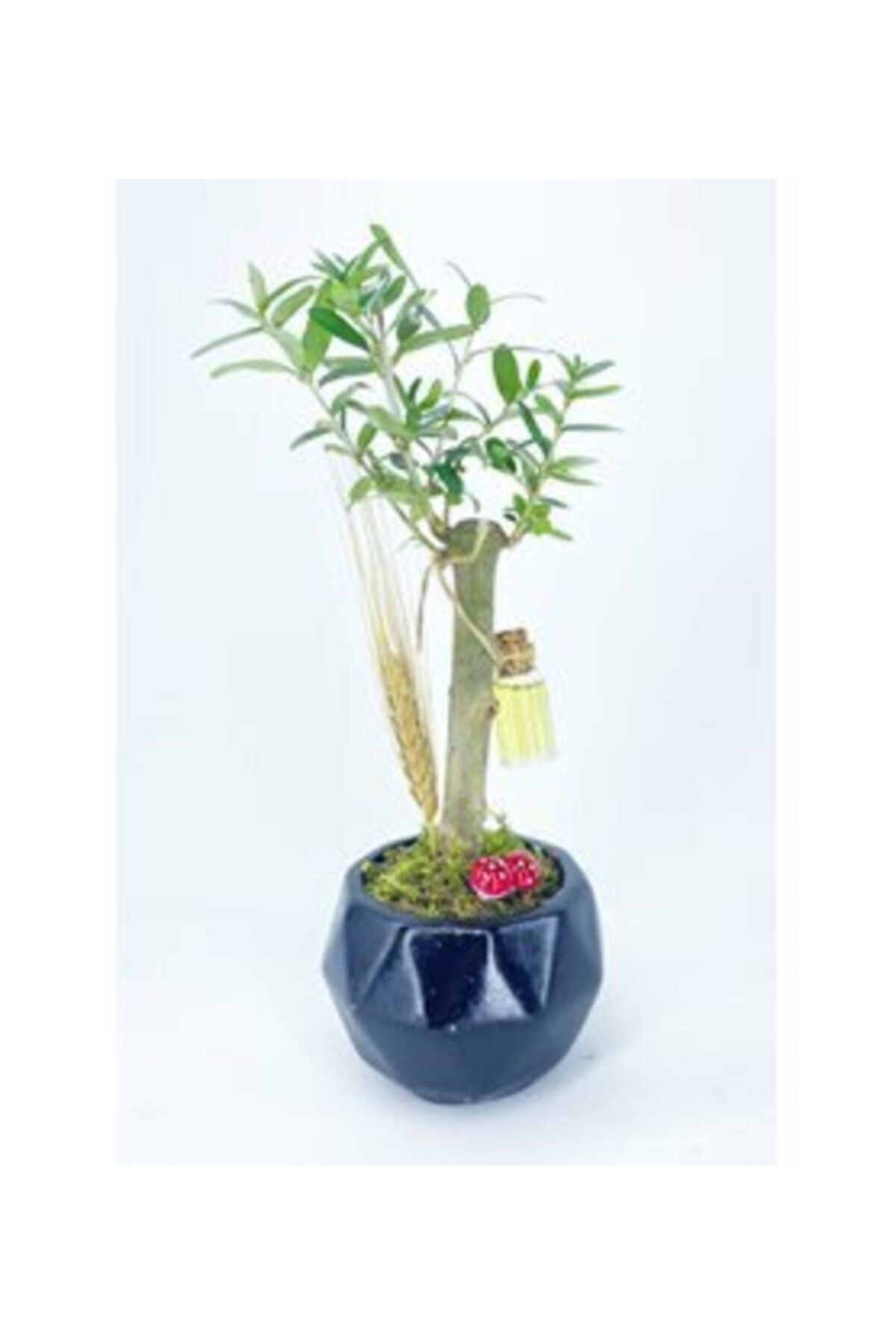 Hasal Süs Bitkileri Zeytin Ağacı Bonsai & Siyah Geometrik Beton Saksıda Hediyelik Canlı Çiçek
