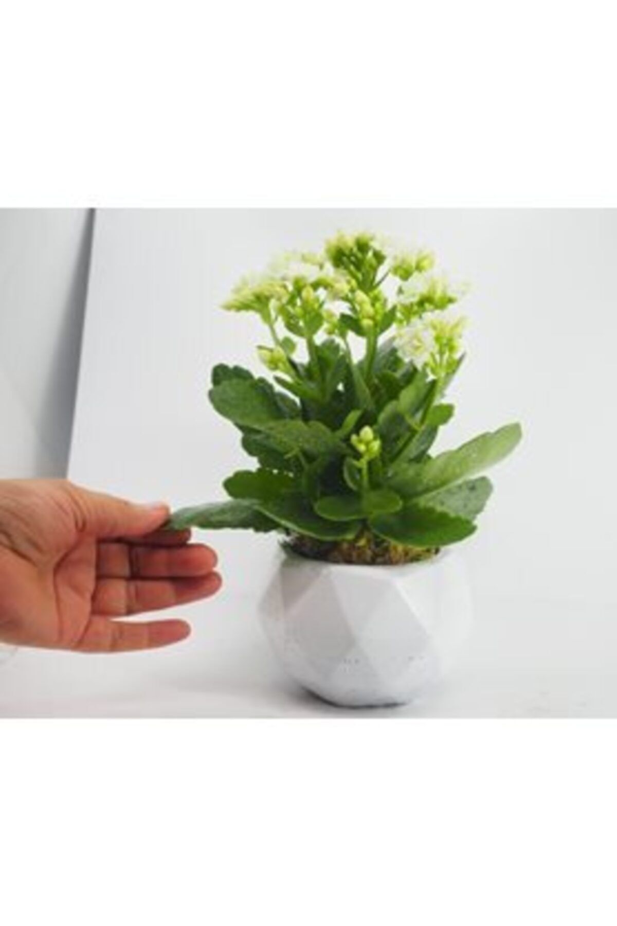 Hasal Süs Bitkileri Beyaz Kalanşo Kalanchoe & Beyaz Geometrik Beton Saksıda Hediyelik Canlı Çiçek