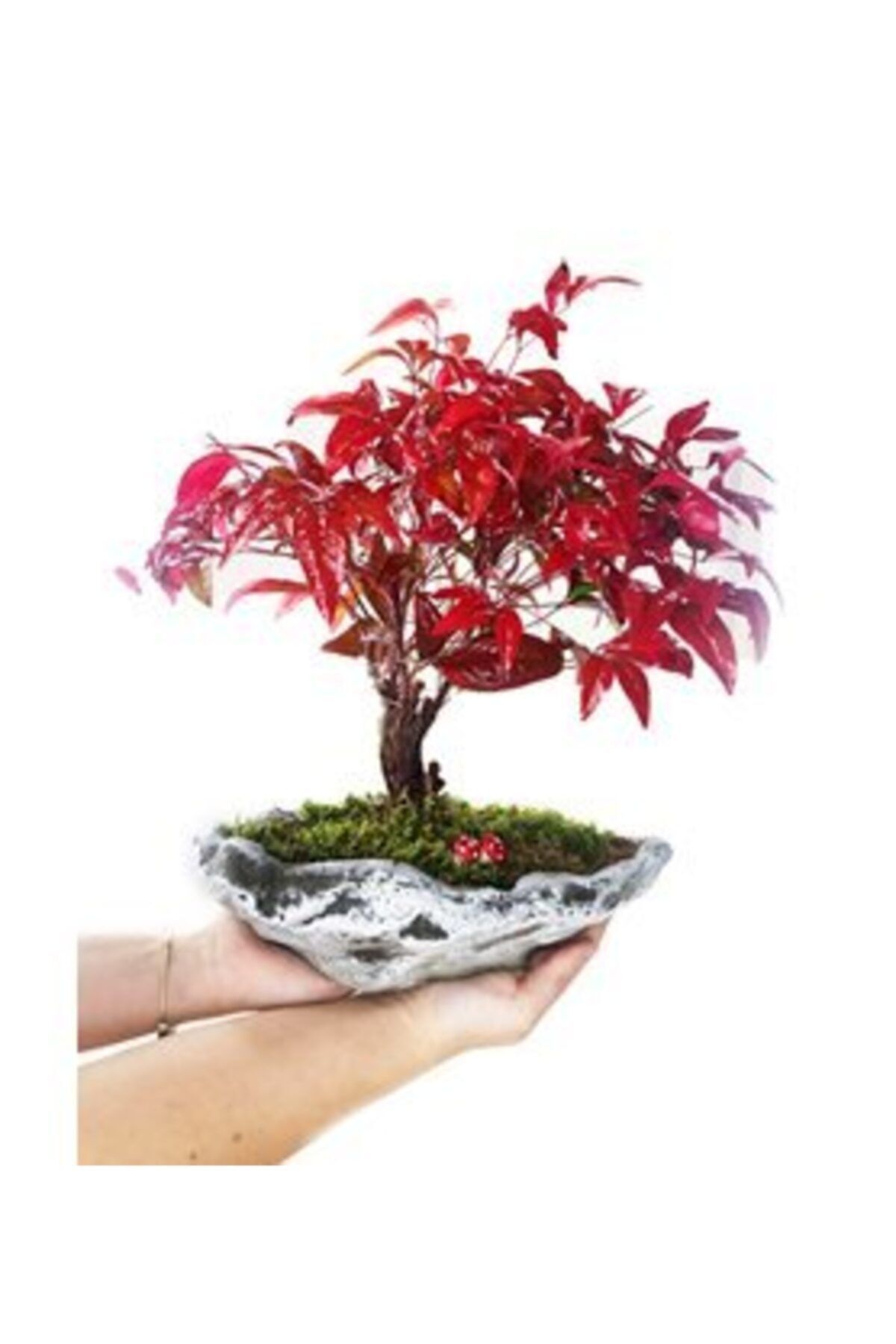 Hasal Süs Bitkileri Cennet Bambusu Nandina Domestica Bonsai & Gri Roda Beton Saksıda Hediyelik Canlı Çiçek