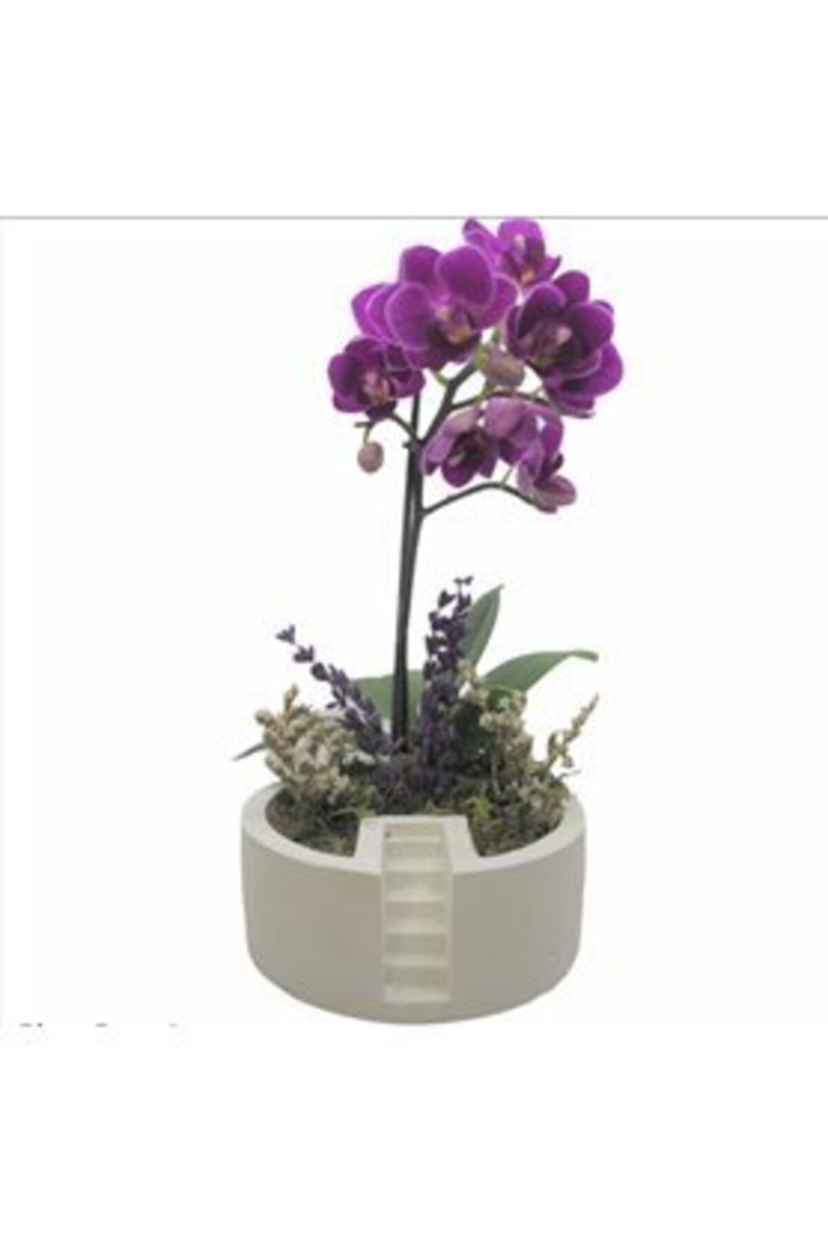 Hasal Süs Bitkileri Çift Dal Mini Mor Orkide & Beyaz Life Ladder Beton Saksıda Hediyelik Canlı Çiçek