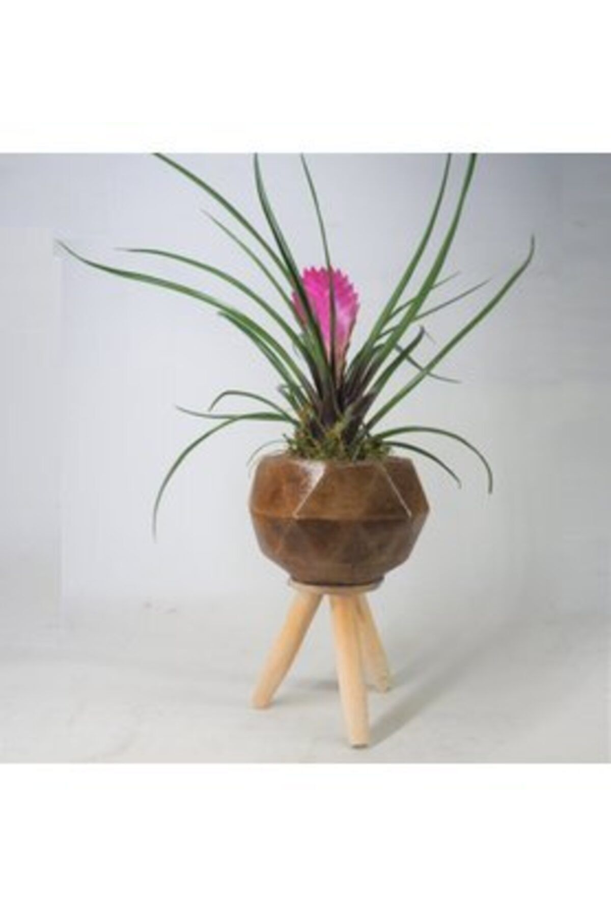 Hasal Süs Bitkileri Mini Hava Bitkisi Tillandsia & Odunsu Remz Ayaklı Beton Saksıda Hediyelik Canlı Çiçek