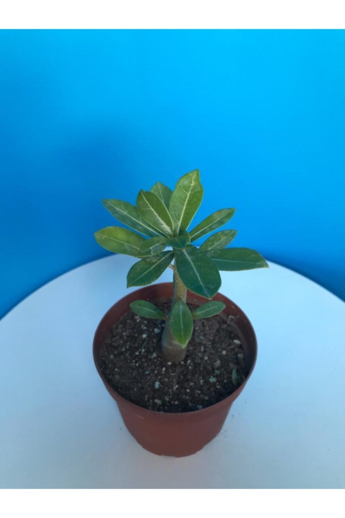 BOYBEYİS BOTANİK Çöl Gülü Bitkisi Adenium