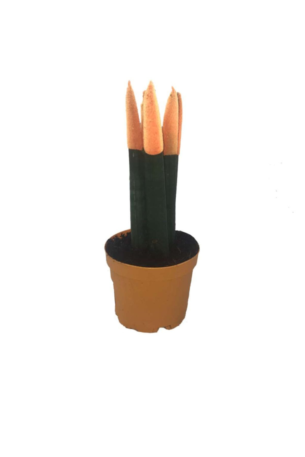 Palmiye Sansevieria Cylindrica – Yavru Ağzı