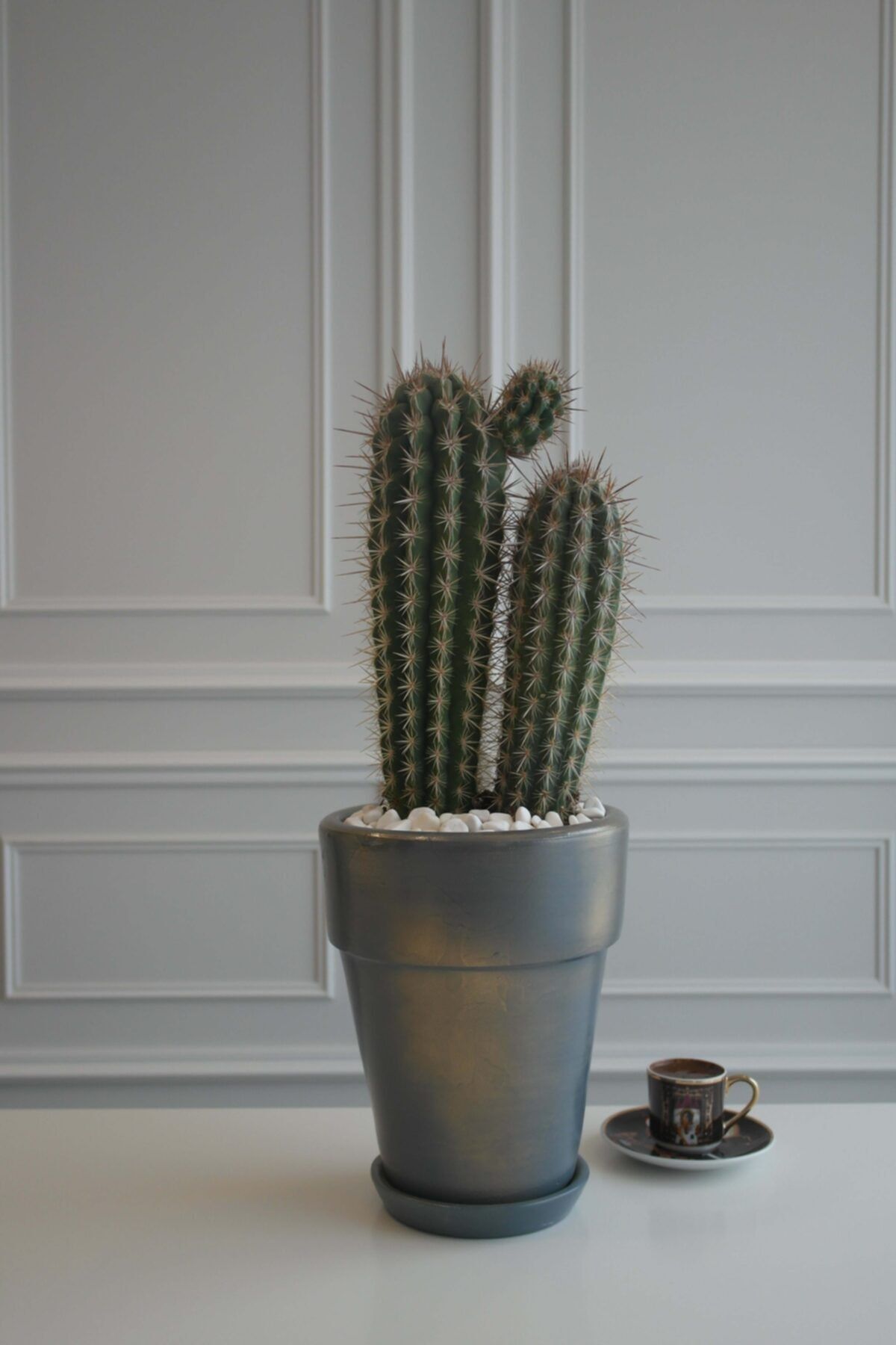 lalin greenhouse Hairbrush Cactus Terracotta Saksılı Büyük Boy