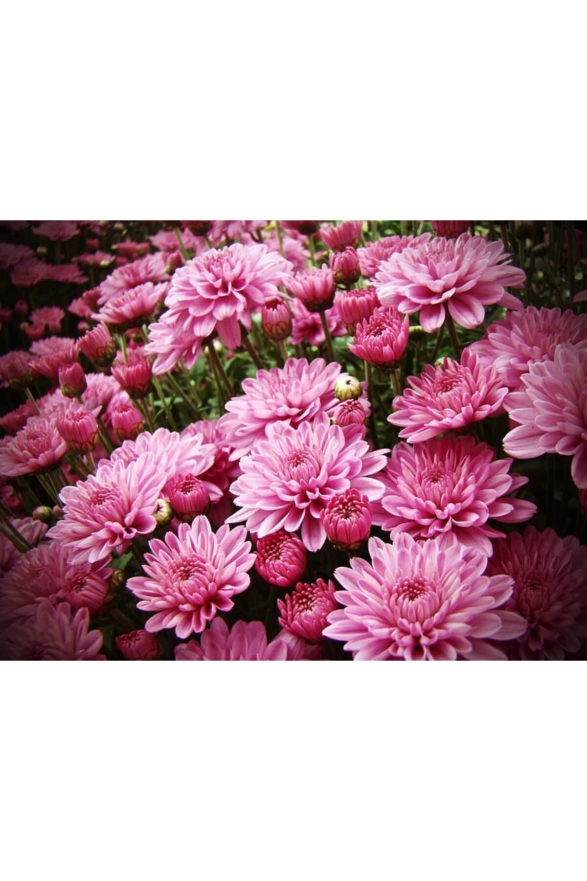 ruzgarbotanik Pembe Bodur Kasımpatı Çiçeği Fidanı Saksılı 20 Cm 40 Cm