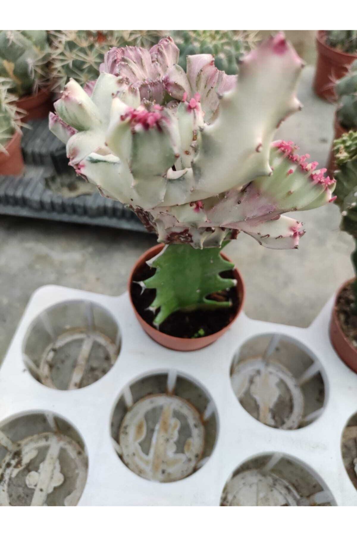 Garden Botanik Aşılama Kaktüs