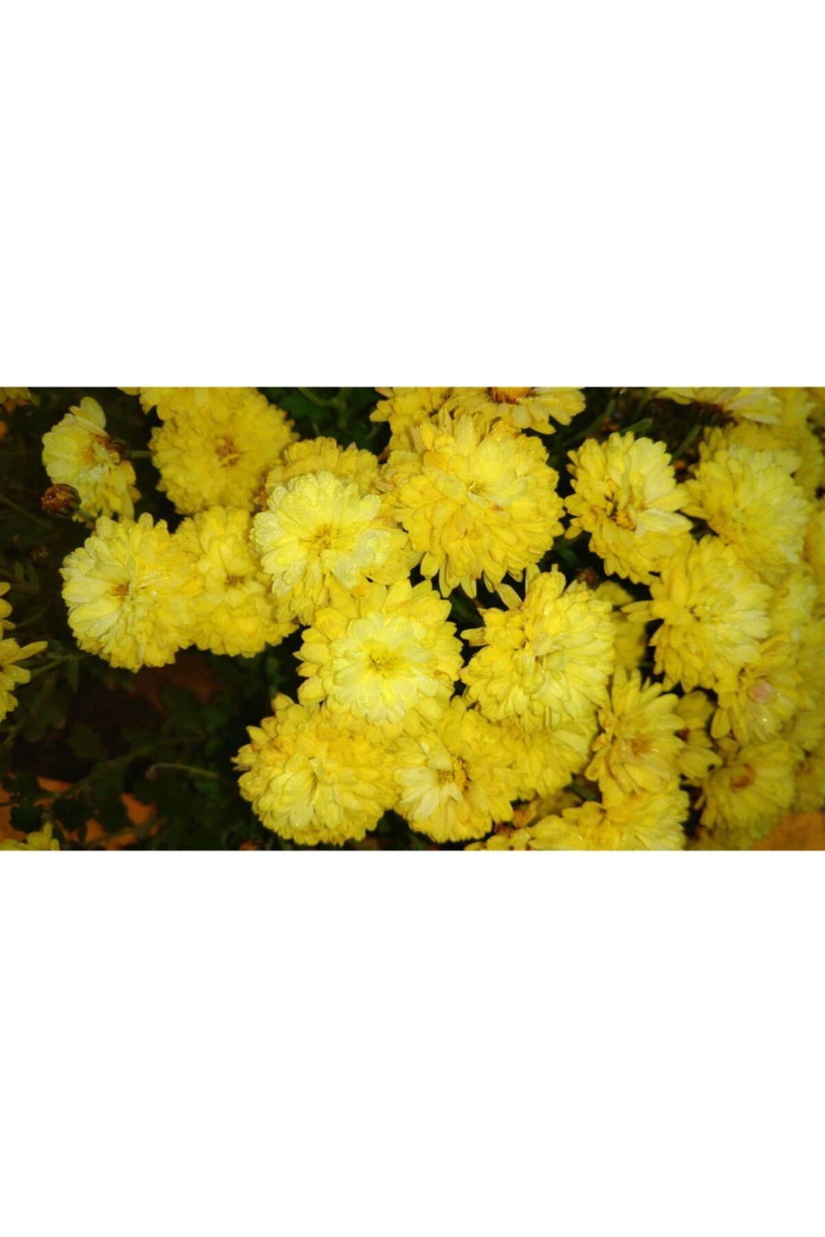 ruzgarbotanik Açık Sarı Kasımpatı Çiçeği Fidanı Saksılı 20 Cm 40 Cm