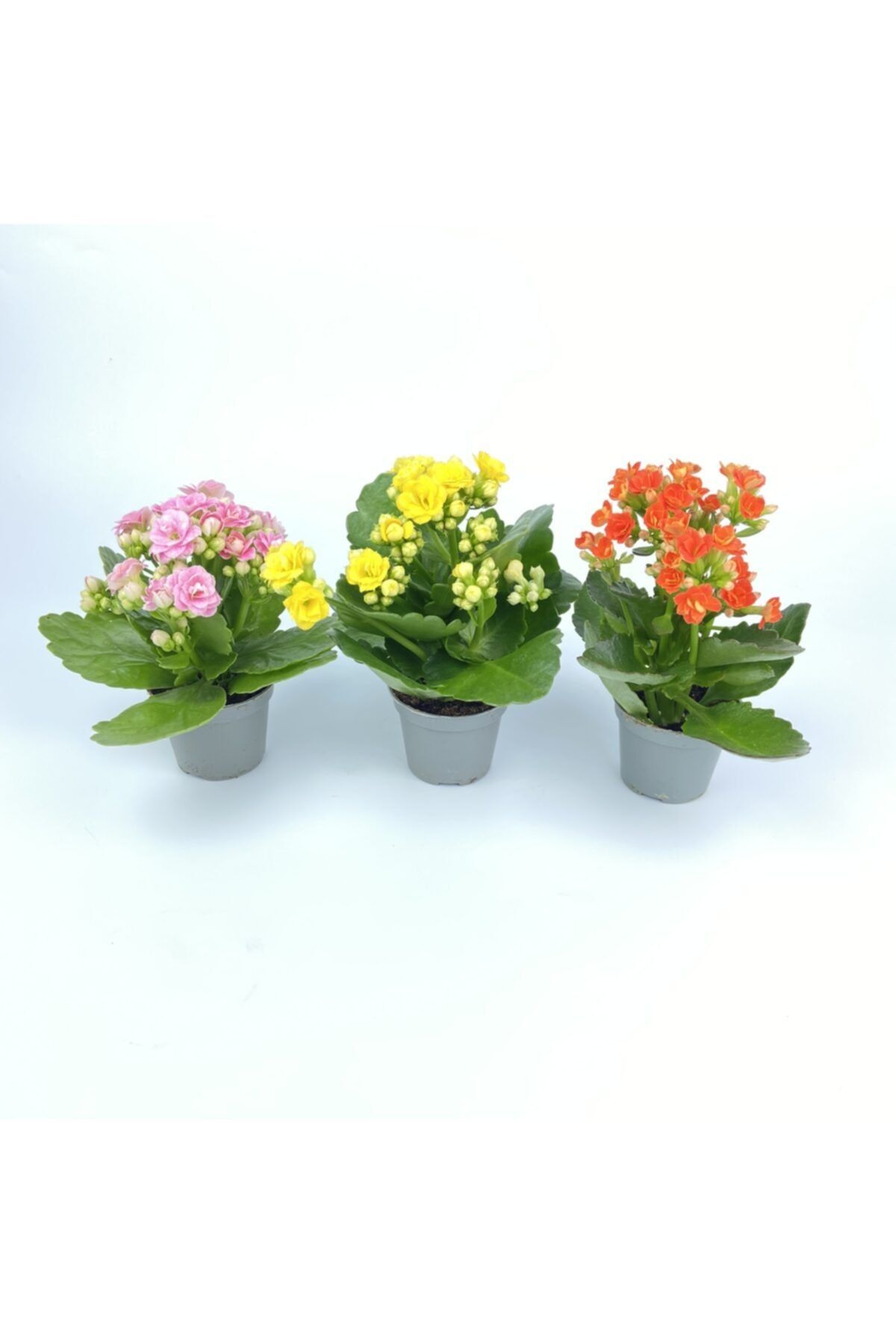 Lavinya Çiçek Üçlü Kalanchoe Turuncu Sarı Pembe