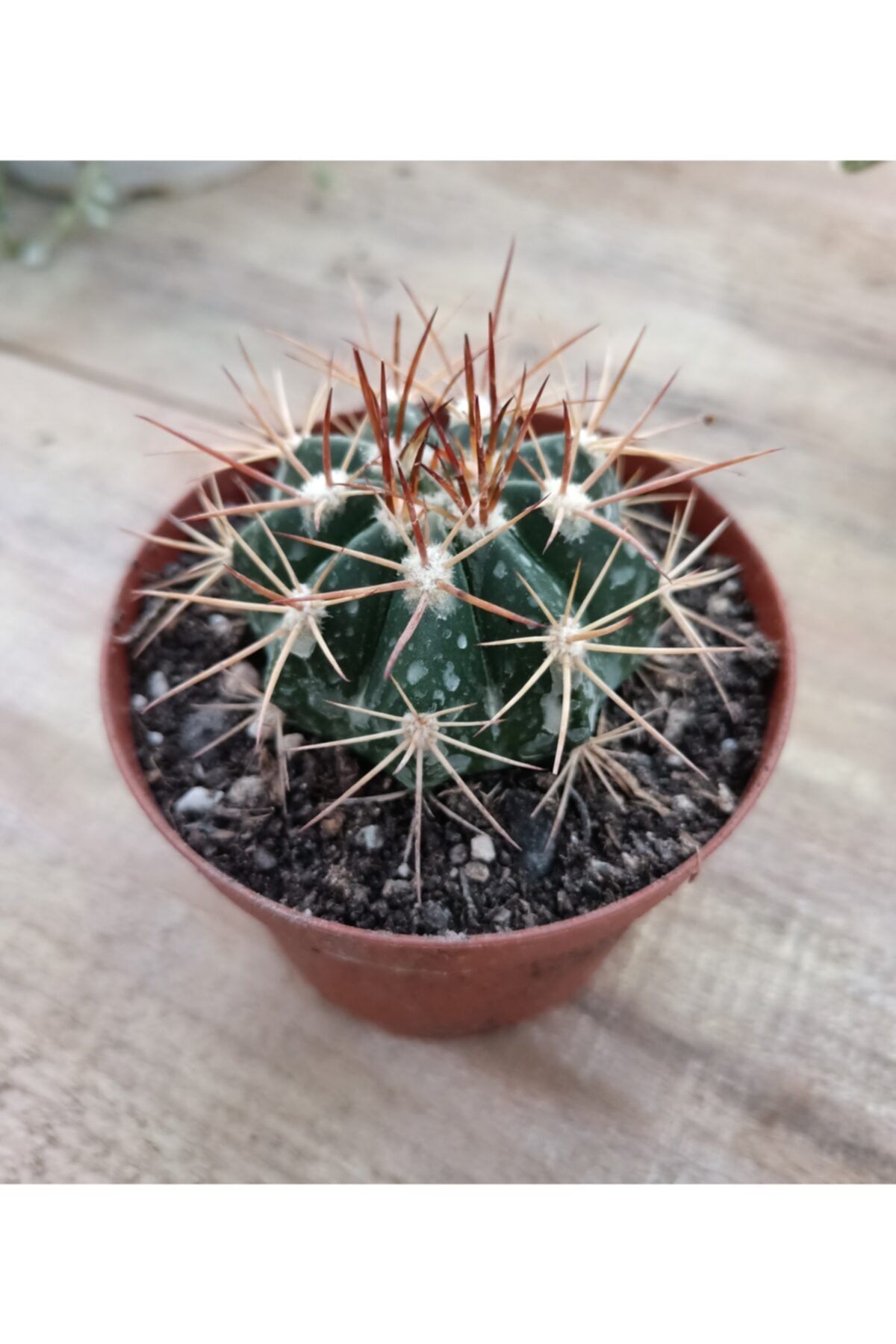skulentdiyari Ferocactus Latispinus 8.5cm