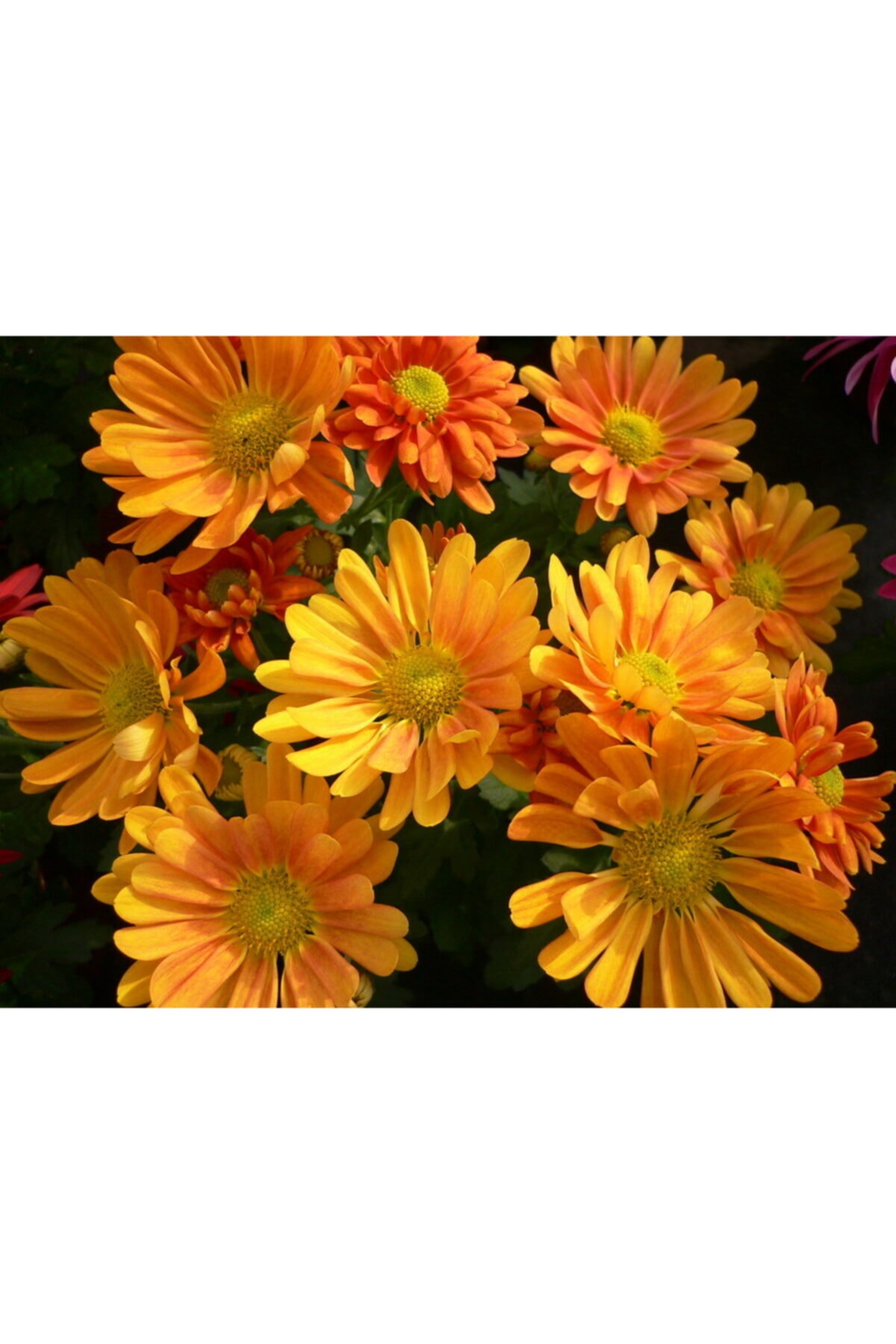 ruzgarbotanik Turuncu Kasımpatı Çiçeği Fidanı Saksılı 20 Cm 40 Cm