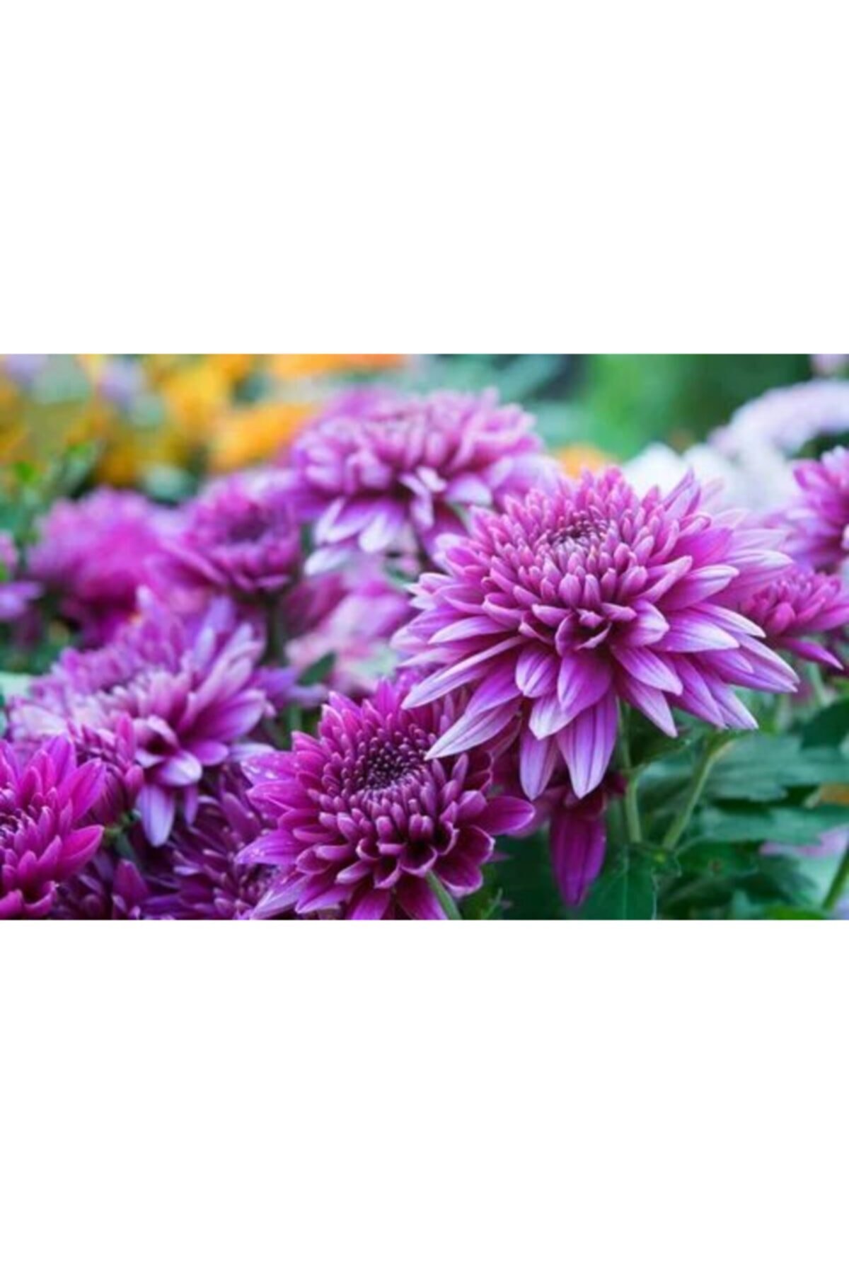 ruzgarbotanik Mor Büyük Çiçekli Kasımpatı Çiçeği Fidanı Saksılı 40 Cm 60 Cm