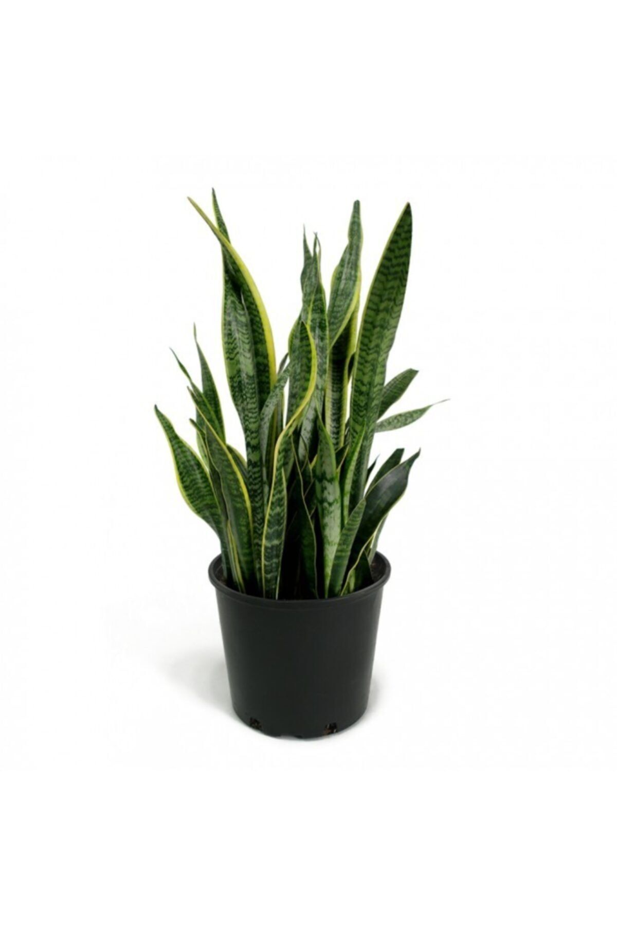 ÇİÇEKLİFE Paşa Kılıcı ( Peygamber Kılıcı ) Çiçeği Küçük Tüptedir 10 20 Cm Boy