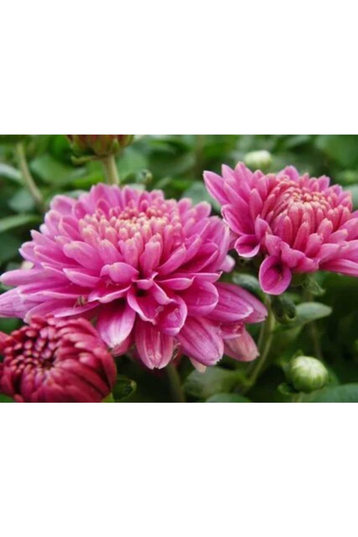 ruzgarbotanik Pembe Büyük Çiçekli Kasımpatı Çiçeği Fidanı Saksılı 40 Cm 60 Cm