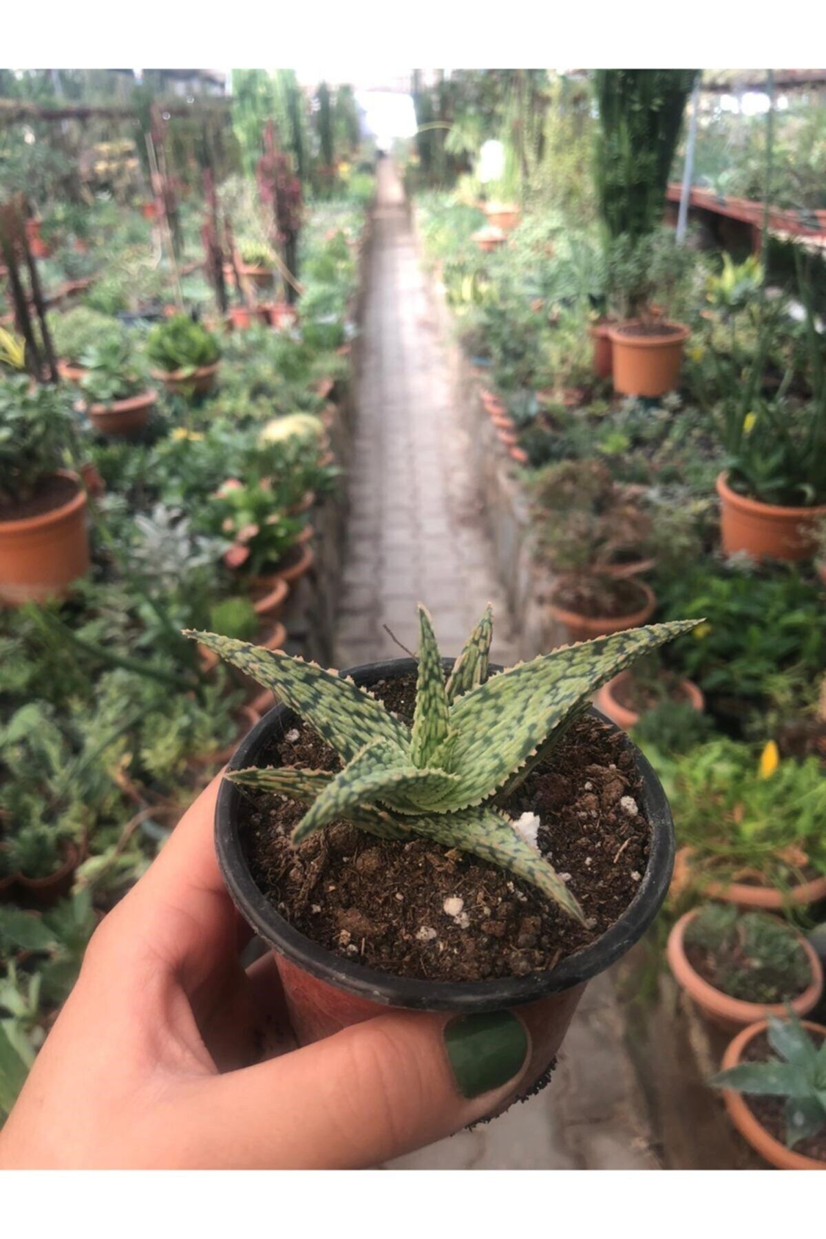 ünal kaktüs Aloe Donnie Star (8,5 Cm) Sukulent