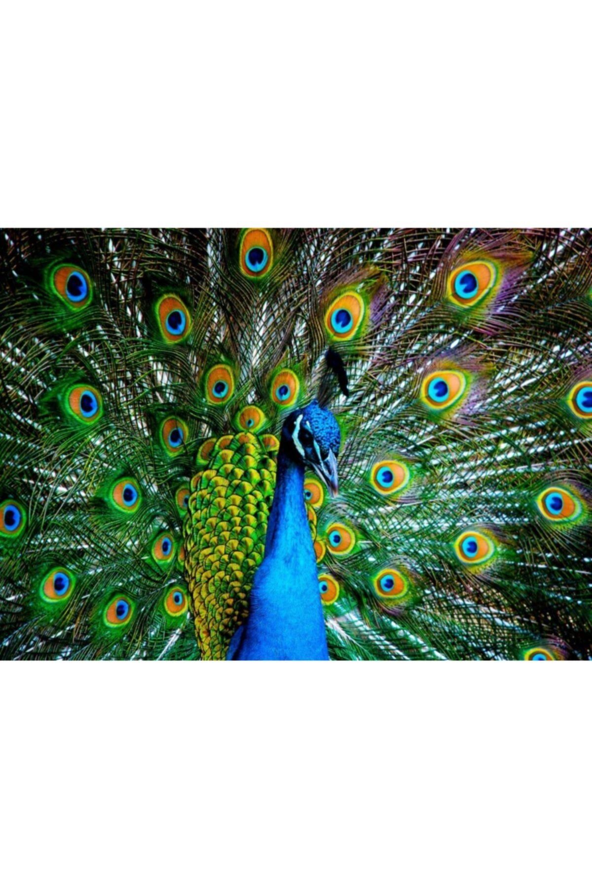 Nova Puzzle 41113 Kur Zamanı 1000 Parça Puzzle