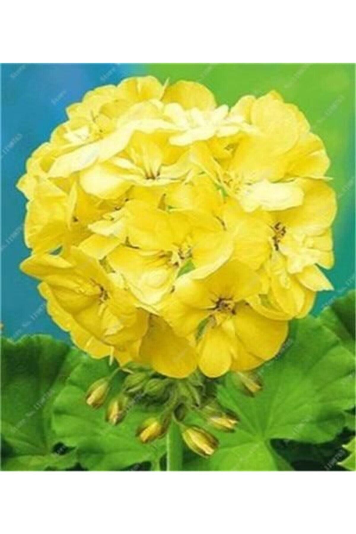 GARDENYA TOHUMCULUK 10 Adet Sarı Sardunya Çiçek Tohumu