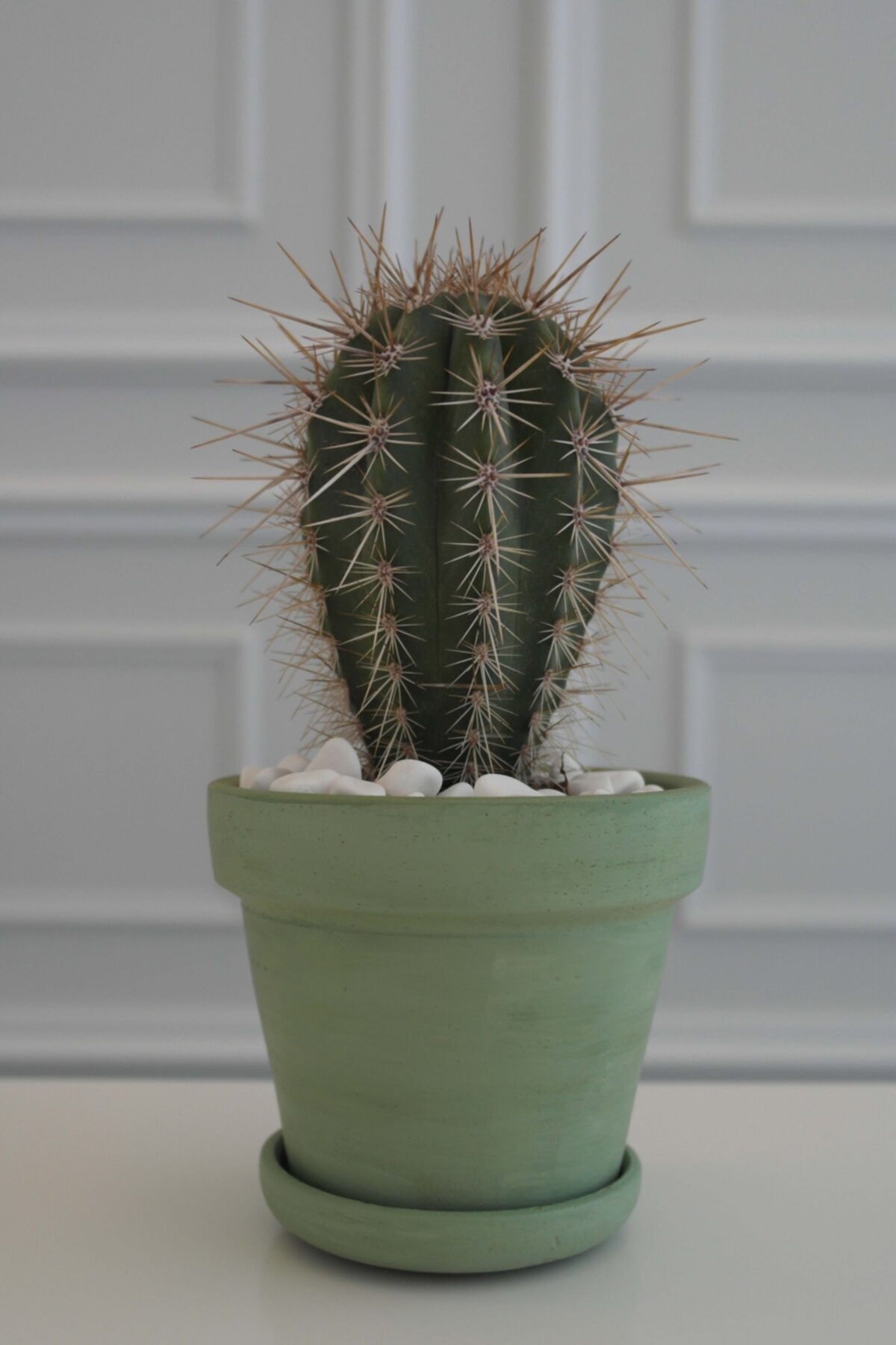 lalin greenhouse Pitahaya Cactus Terracotta Saksılı