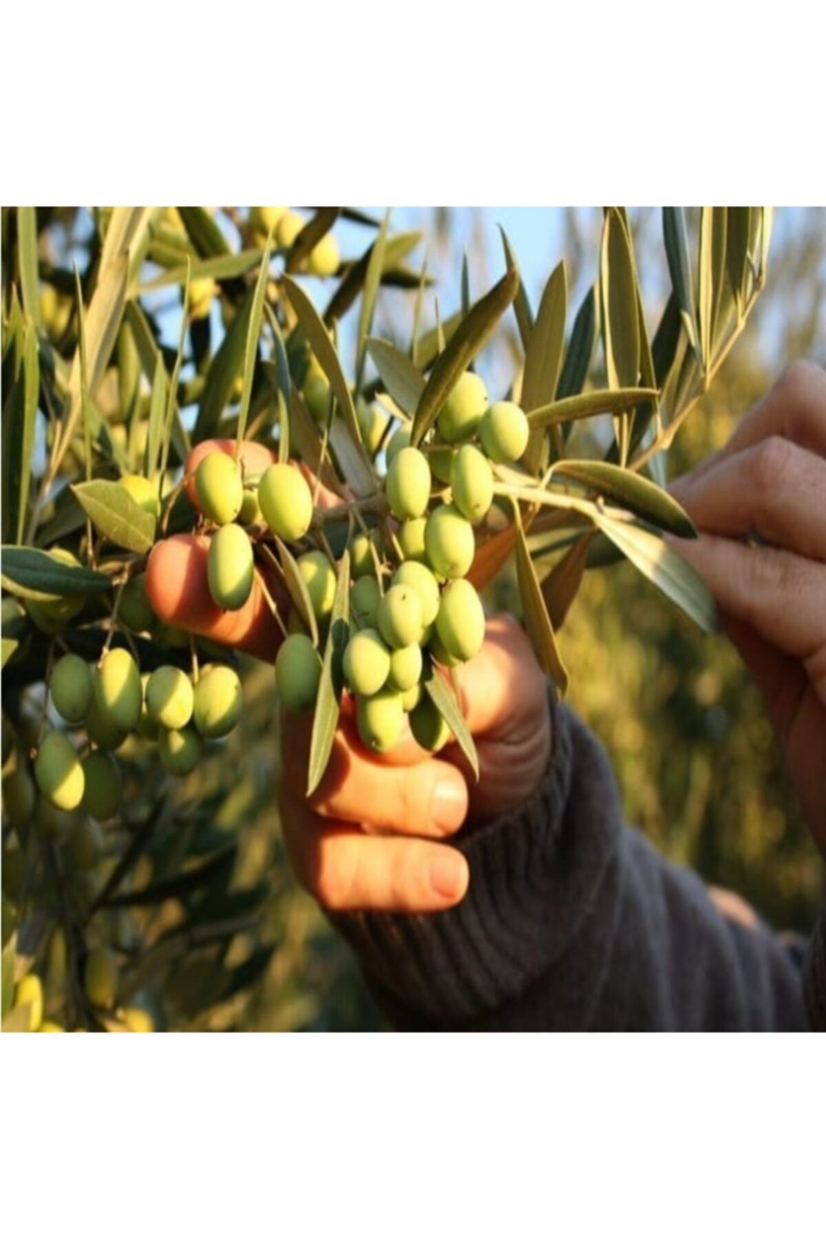 ÇİÇEKLİFE Domat Zeytin Fidanı Tüplüdür 1,5 Yaş 80 90 Cm Boy