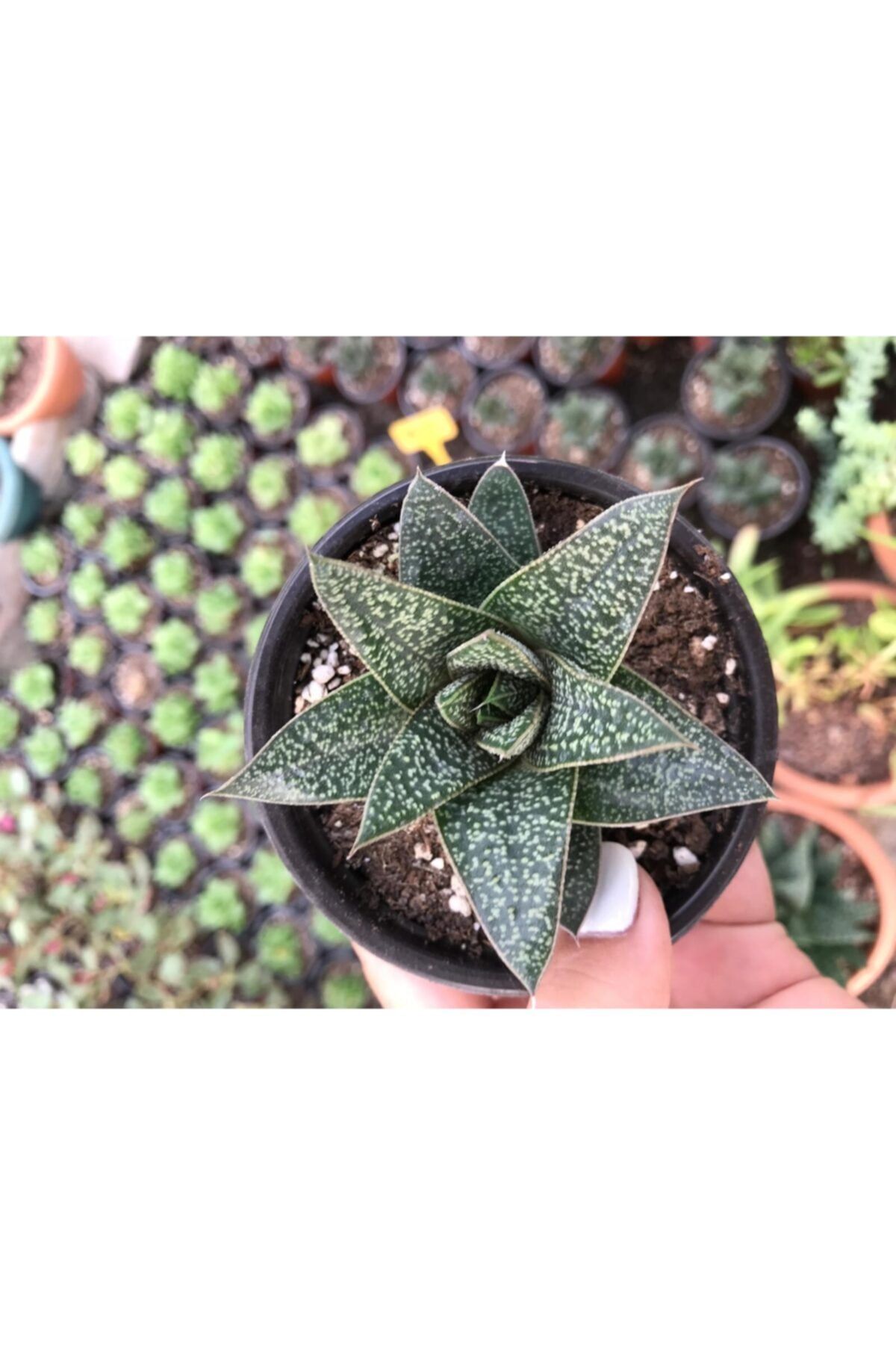 ünal kaktüs Aloe Flow (8,5 Cm) Sukulent