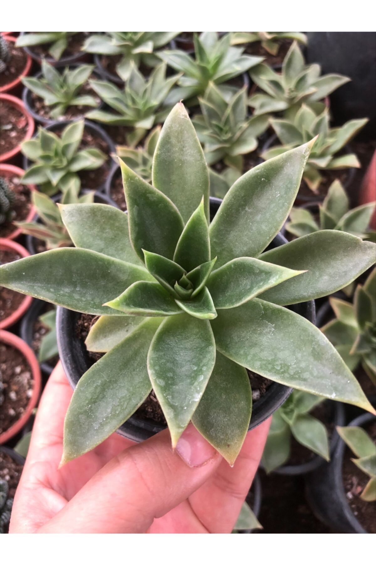 ünal kaktüs Echeveria Mexicano 8,5cm (sukulent)