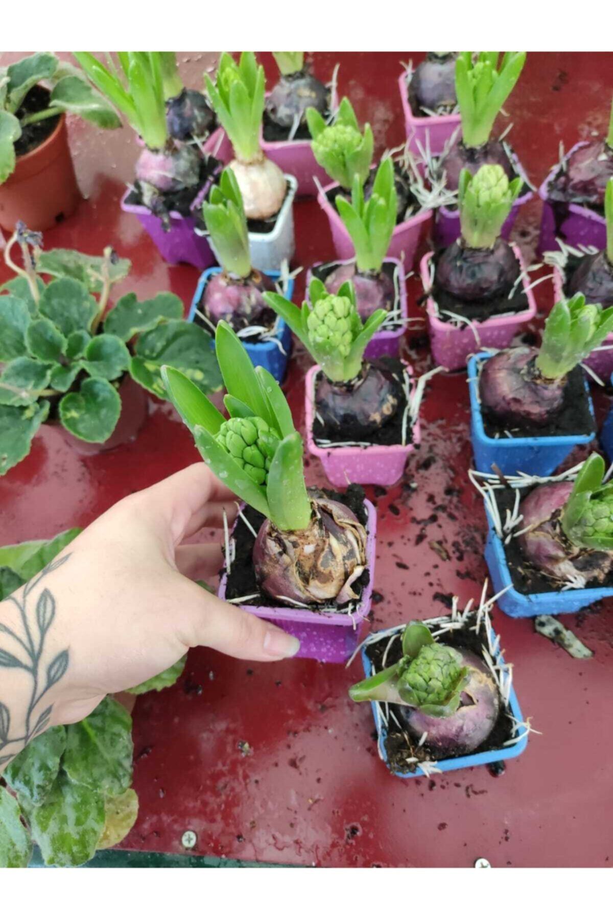Garden Botanik Sümbül Soganı Saksılı 2 Adet
