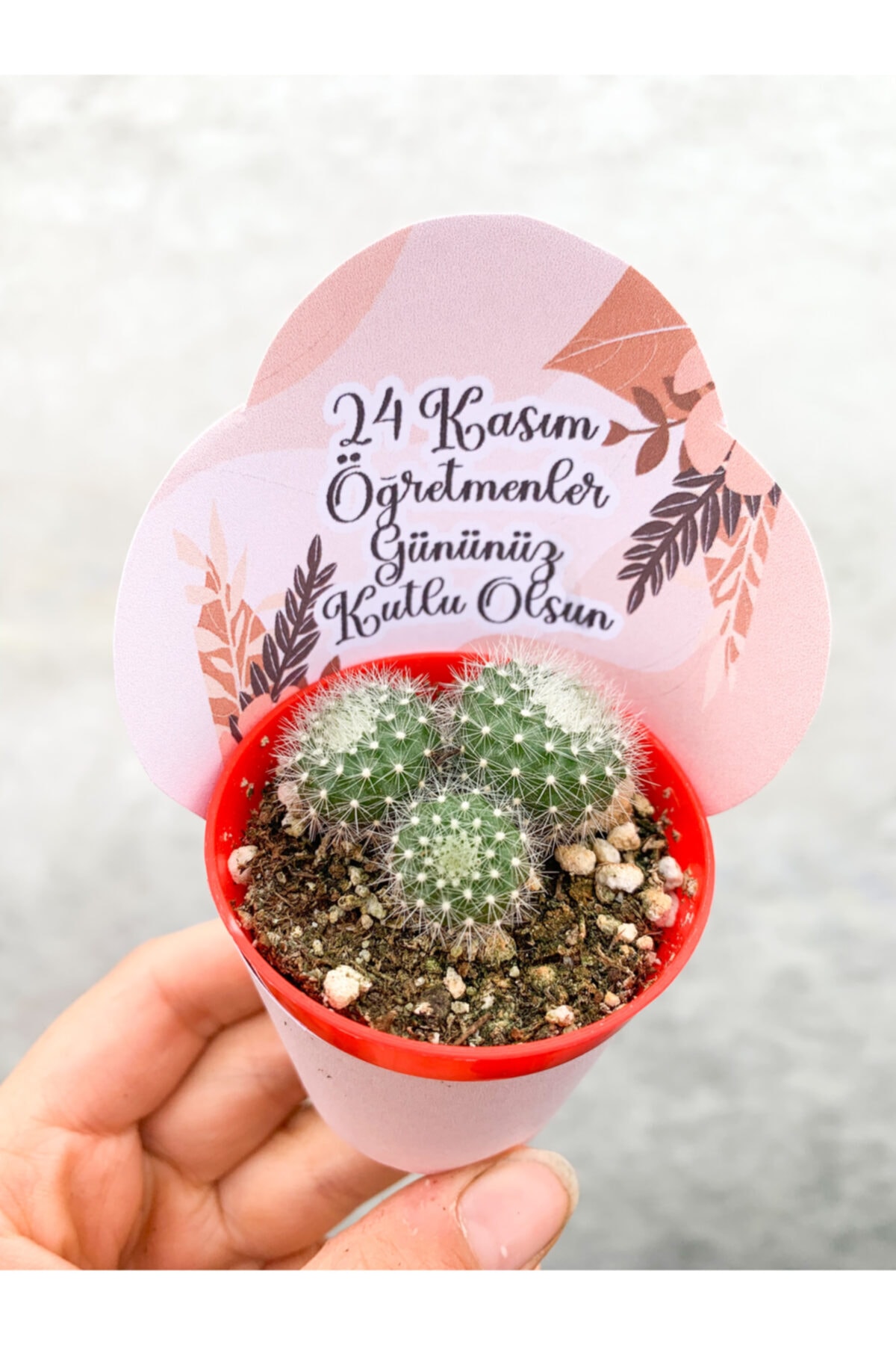 RetroCicekcilik 24 Kasım Öğretmenler Günü Süslemeli Kaktüs