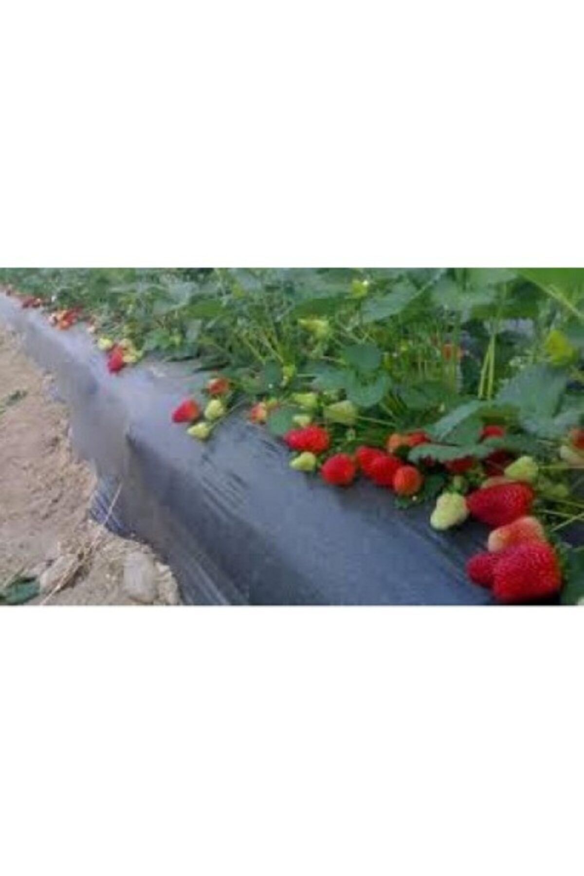 ÇİÇEKLİFE 450 Adet Çilek Fidanı ( Ventena ) Yeni Bir Cinstir Açık Kök Ve Taze Sökümdür