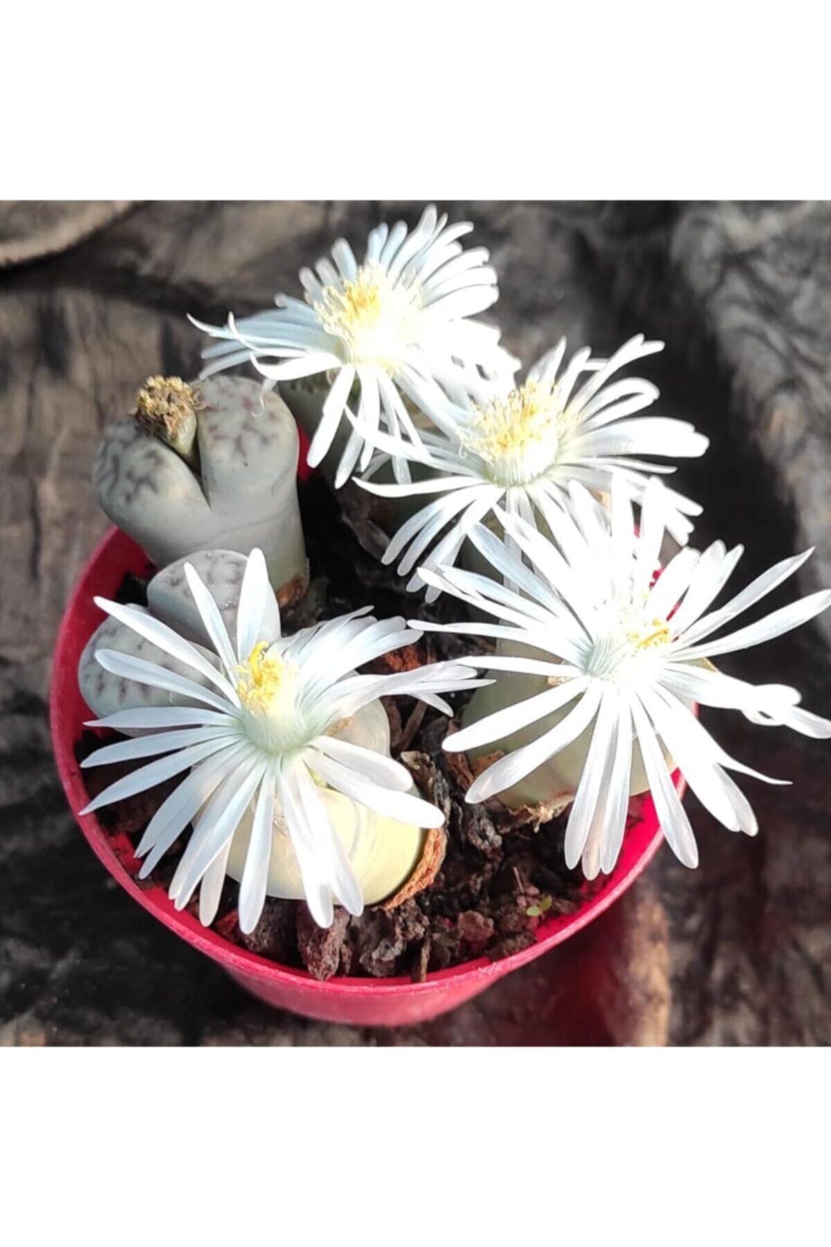 Pagoda Lithops-taş Kaktüs-8.5 Cm Saksı-19d-kaktüs