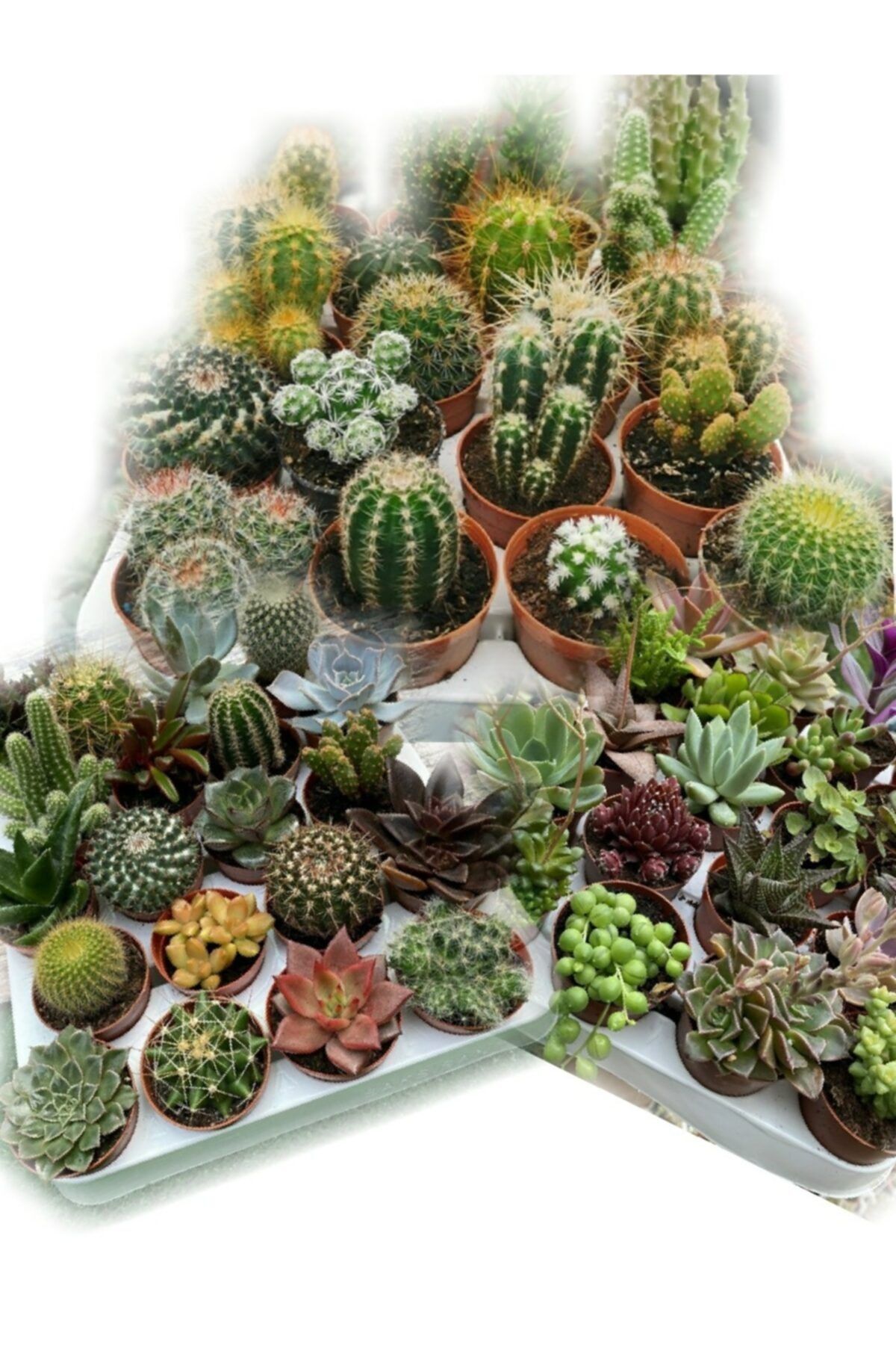 EGE GARDEN 14 Adet 7+7 Kaktüs Ve Sukulent Birbirinden Farklı Set
