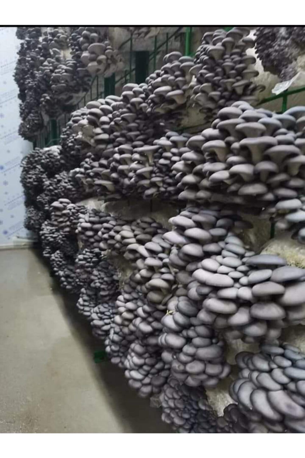 TohumGübre 20.000 Adet Istiridye Kavak Mantarı Tohumu, Ekim Poşetleri Ve Eğitim Kılavuzu