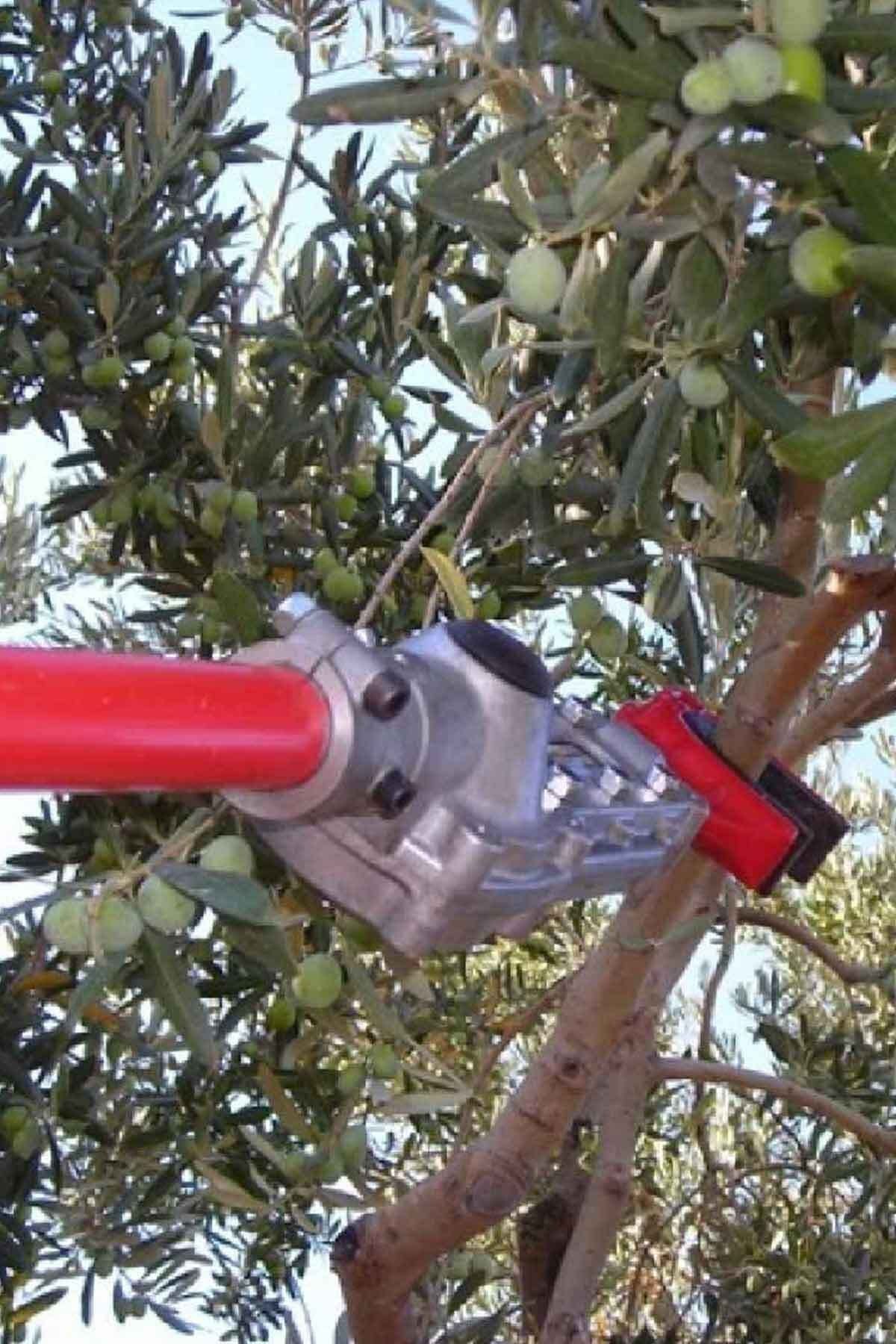 KöyMarket Kadıoğlu Palmera Motorlu Zeytin Hasat Makinesi