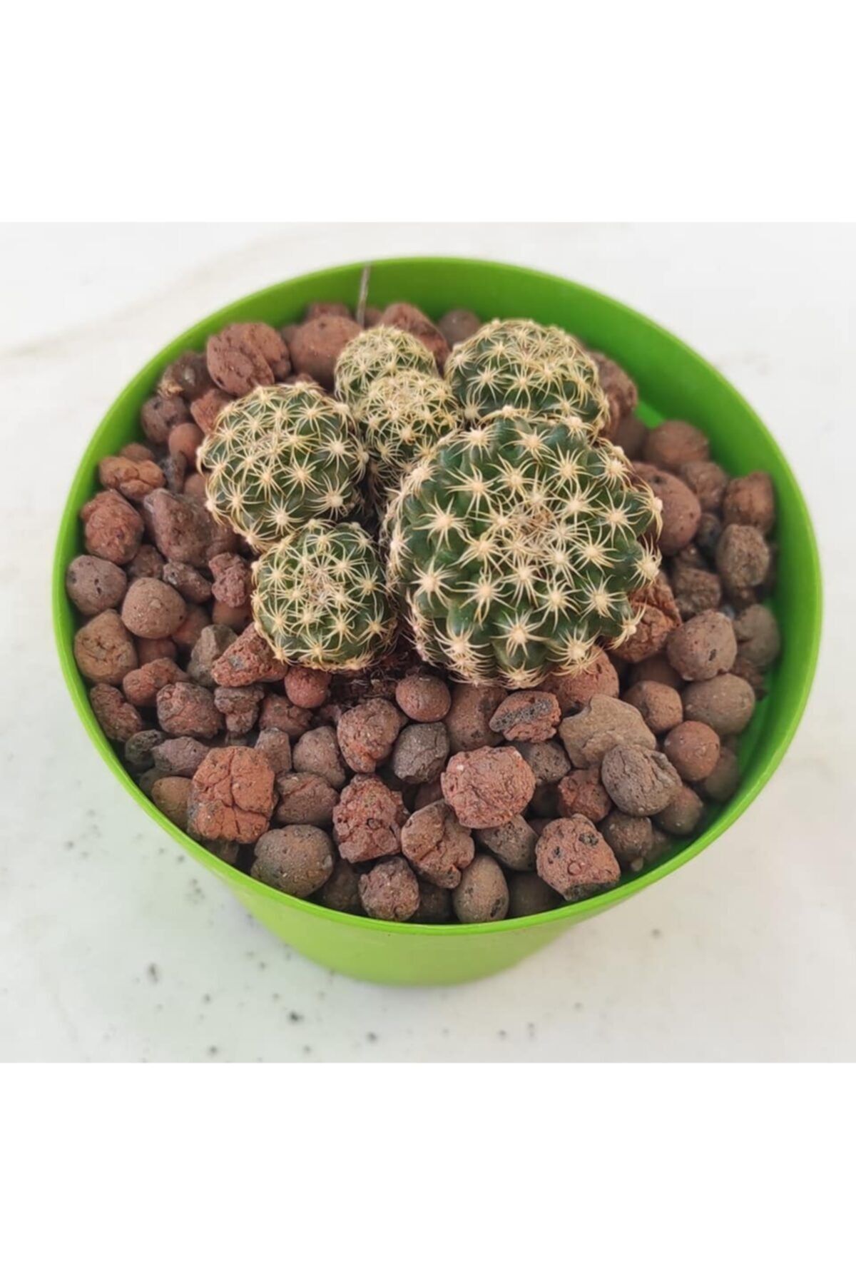 Pagoda Mammillaria-8,5 Cm Saksıda-22e/36e