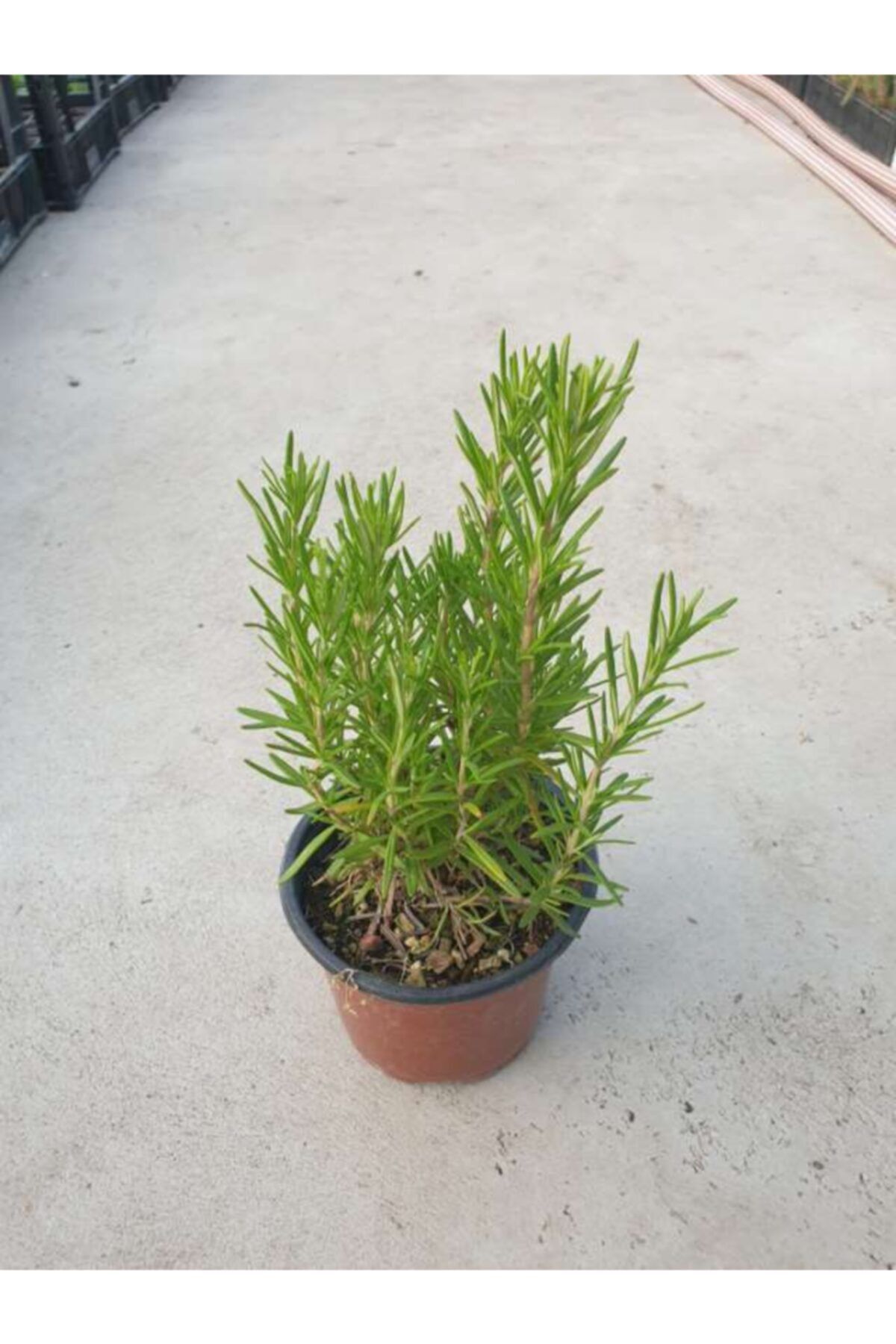 ÇİÇEKLİFE Biberiye ( Rosmarinus Officinalis ) Fidanı Saksılıdır 50 60 Cm Boy