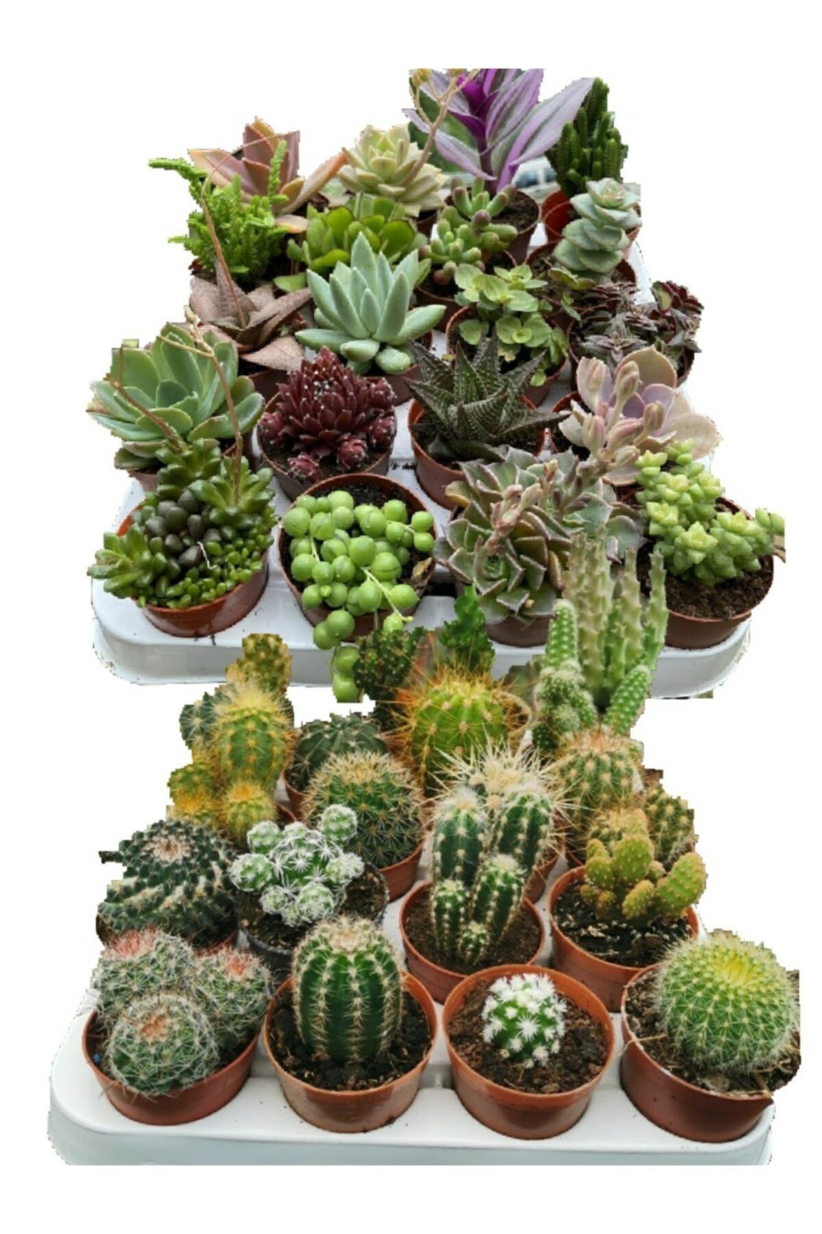 EGE GARDEN 10 Adet Mix 5 Kaktüs Ve 5 Sukulent Bitki Den Oluşan Karışık Set