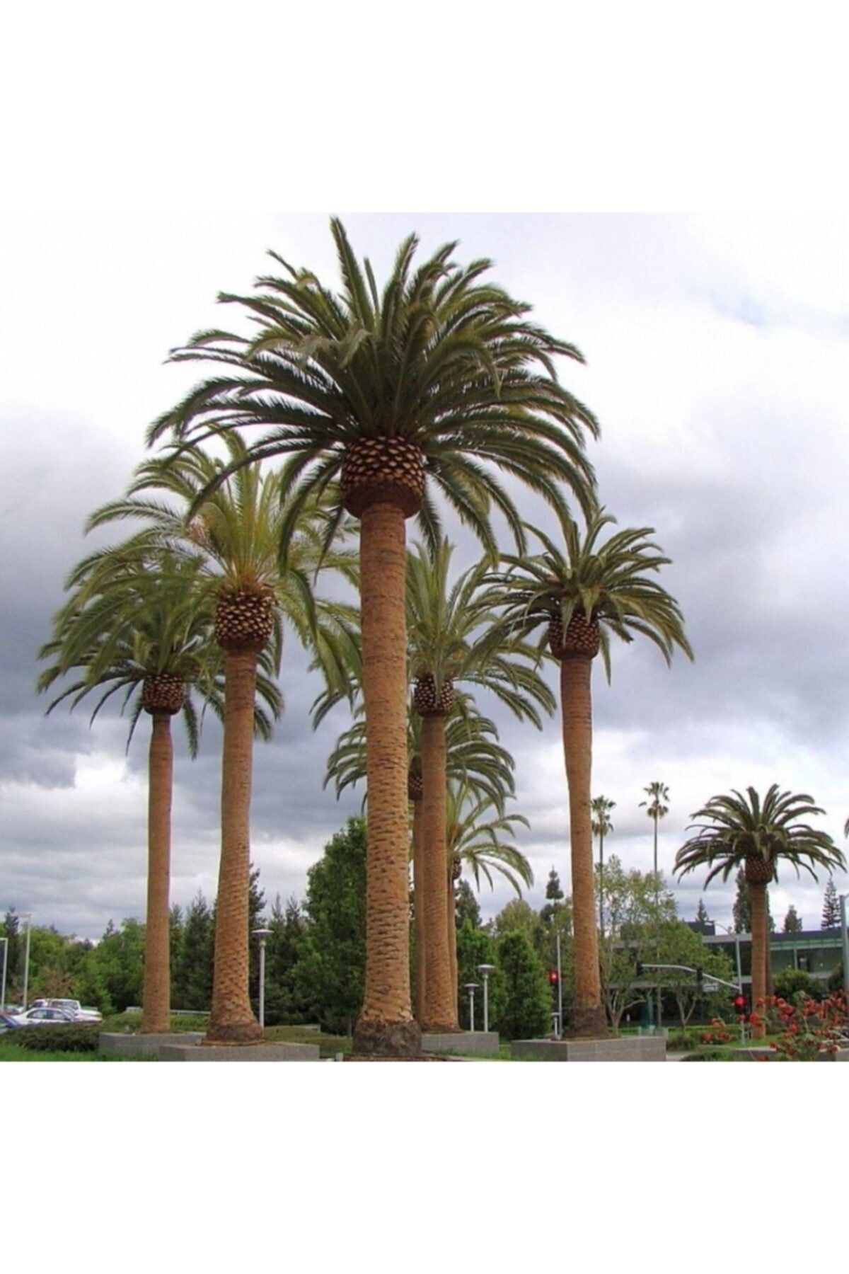 TacirDepo Kanarya Hurma Palmiyesi ( Phoenix Canariensis) -80-120 cm