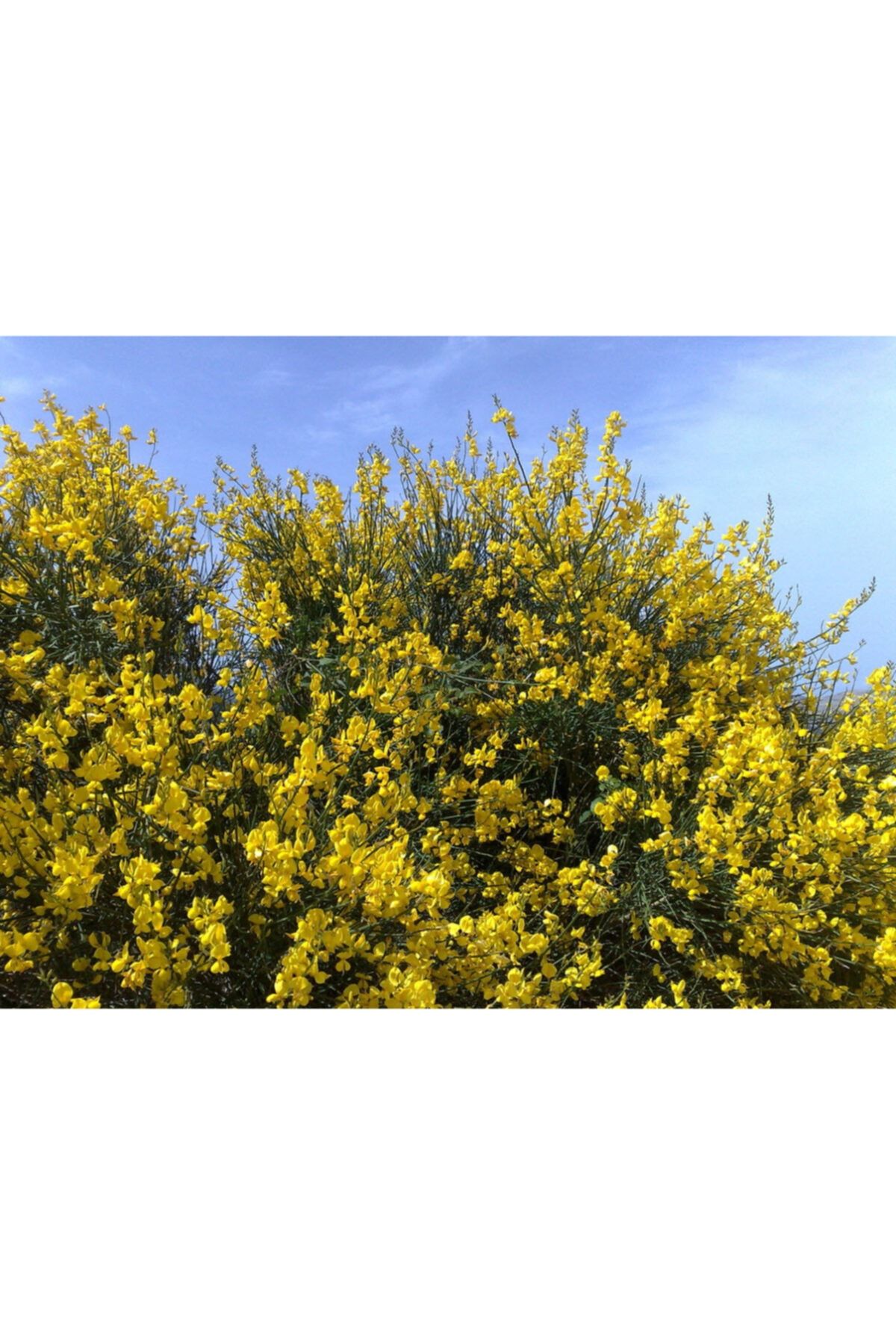 fidanistanbul Spartium Junceum Katır Tırnağı Fidanı, +120 Cm, Saksıda